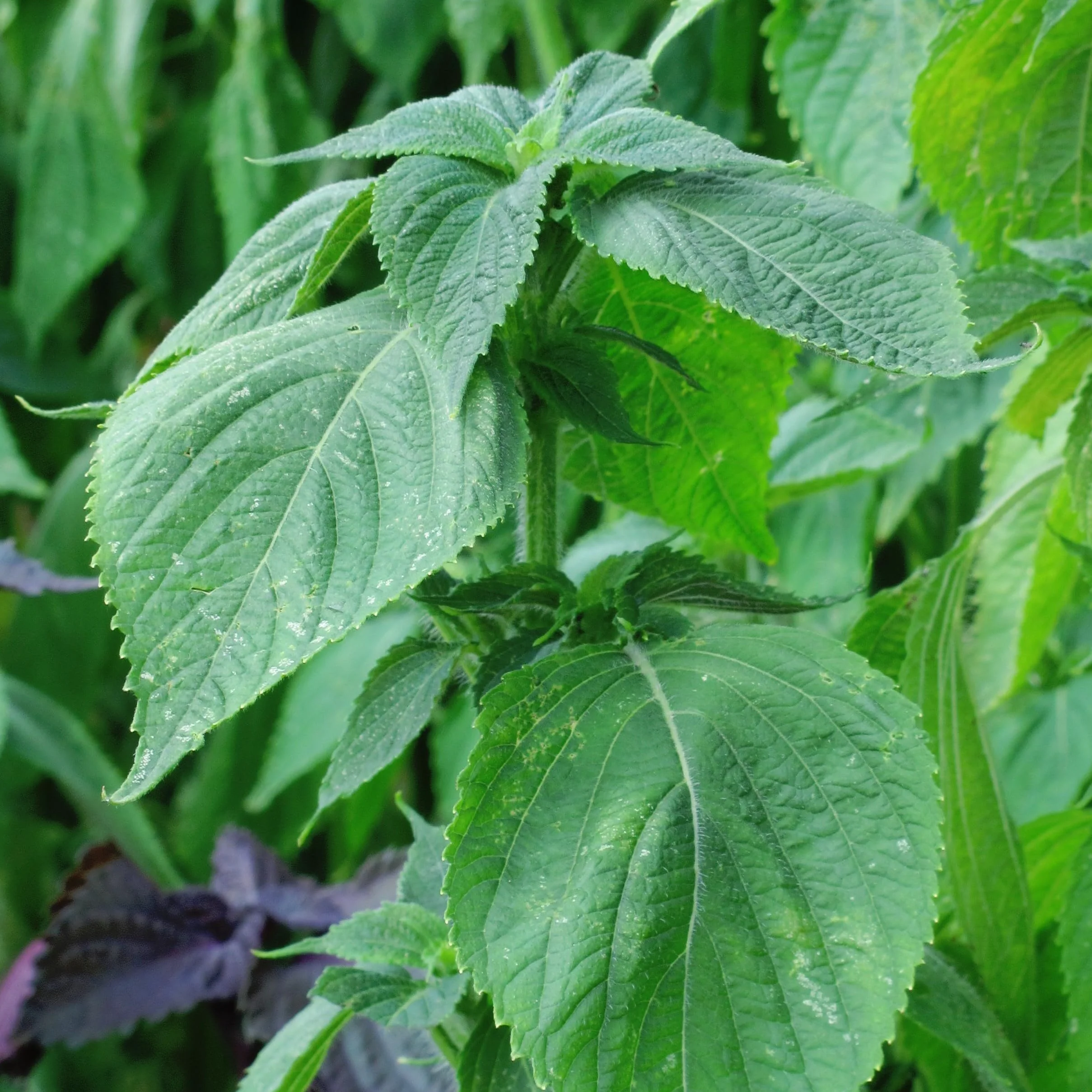 Pokrzywa czarna zielonolistna / Shiso (Perilla frutescens) - ok. 200 nasion