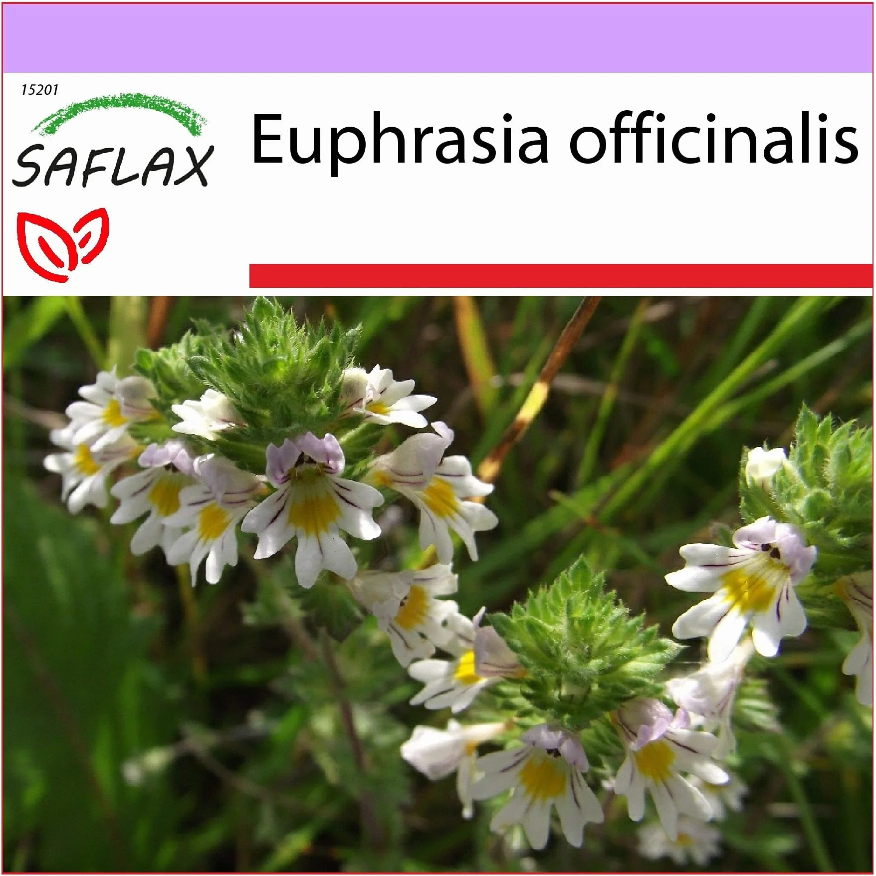 SAFLAX - Świetlik - 200 Nasiona - Euphrasia officinalis