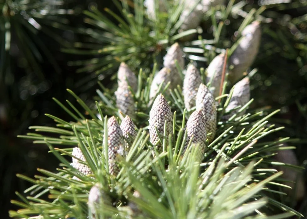 SAFLAX - Cedr Himalajski - 35 Nasiona - Z pożywką wolną od zarazków - Cedrus deodara