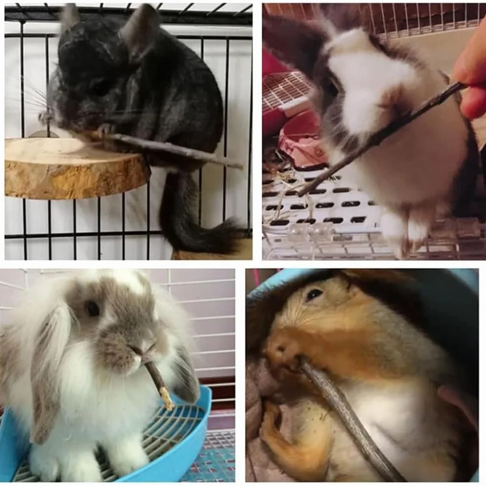 Chomik zabawka do żucia, zabawka do żucia, drewniana pałeczka do gryzonia, jabłoni, naturalna pałeczka do jabłka, gryzienia, gryzienia, zębów trzonowych i zgrzytania zębów, dla małych zwierząt