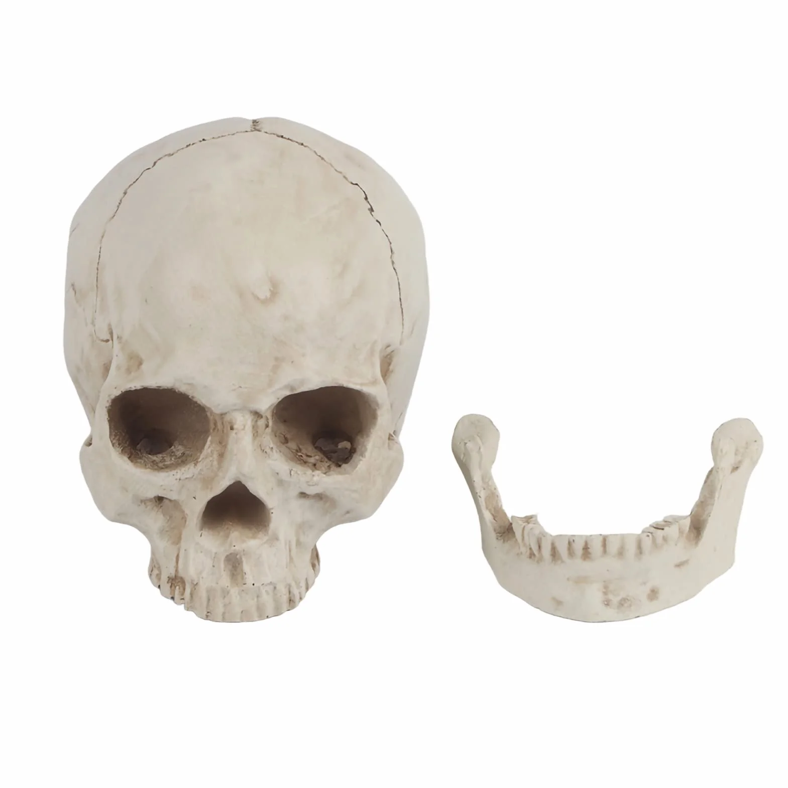Model Ludzkiej Czaszki Model Czaszki z żywicy Biała żywica 1Pc Biała żywica Ludzka Czaszka Lifesize Model do Rysowania Replika Rysunku Ozdoba na Przyjęcie
