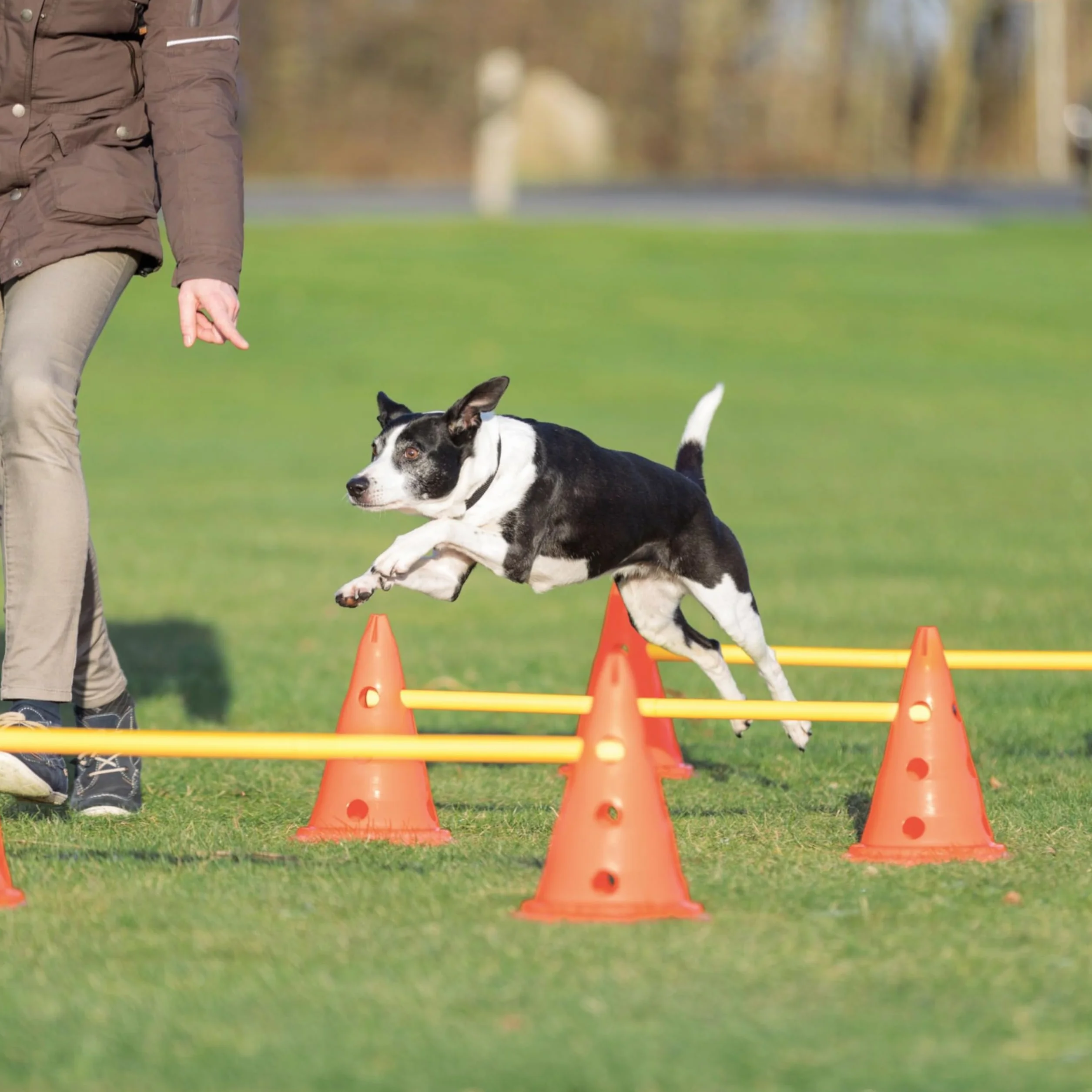 Trixie Zestaw przeszkód dla psów do agility, regulowana wysokość, 6 pachołków, 3 drążki
