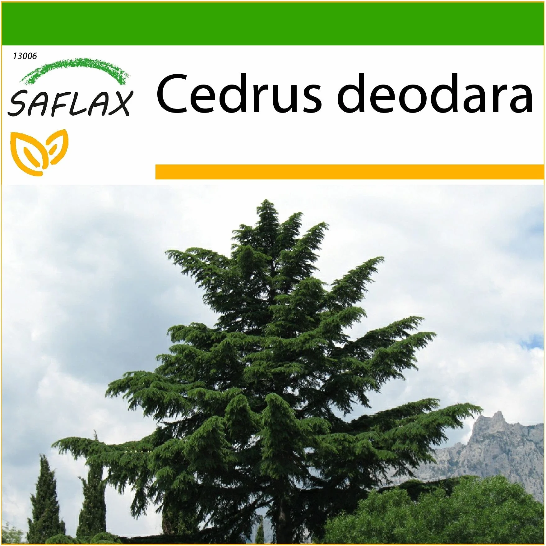 SAFLAX - Cedr Himalajski - 35 Nasiona - Z pożywką wolną od zarazków - Cedrus deodara