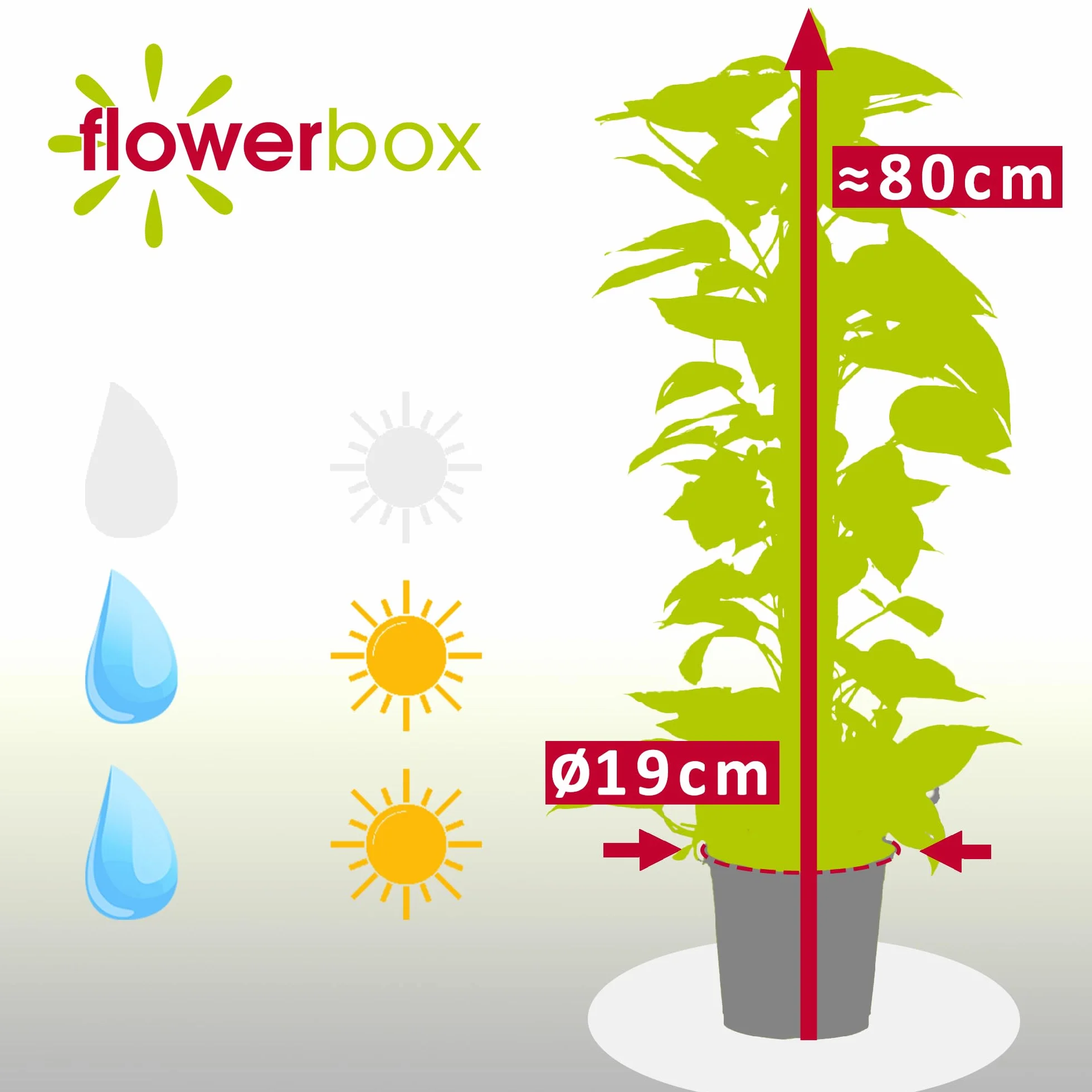 Bluszcz na mchu - łatwa w pielęgnacji roślina doniczkowa, Epipremnum aureum - wysokość ok. 80–20 cm, doniczka Ø 19 cm