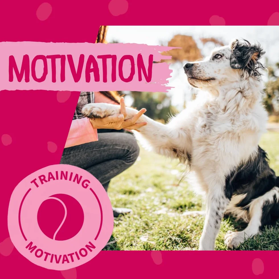 DOKAS Pierś z kaczki w kawałkach – bezglutenowa przekąska premium w praktycznym rozmiarze dla psów – idealna do treningu – 1 x 200 g