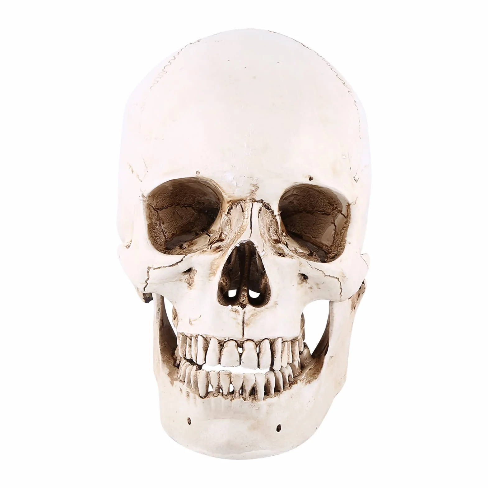 Model Ludzkiej Czaszki Model Czaszki z żywicy Biała żywica 1Pc Biała żywica Ludzka Czaszka Lifesize Model do Rysowania Replika Rysunku Ozdoba na Przyjęcie