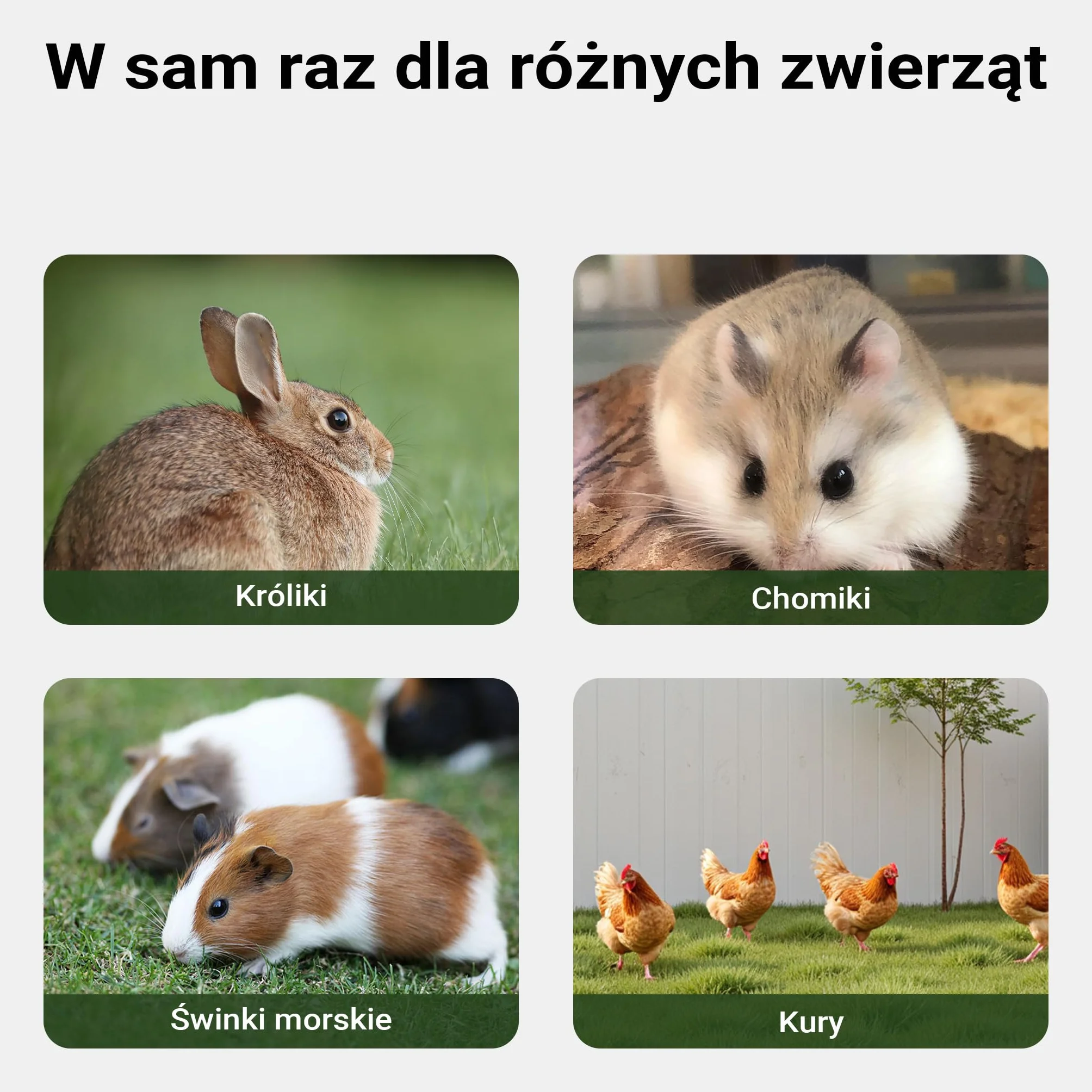 Domek dla królików otwarta obudowa drewno świerkowe stodoła