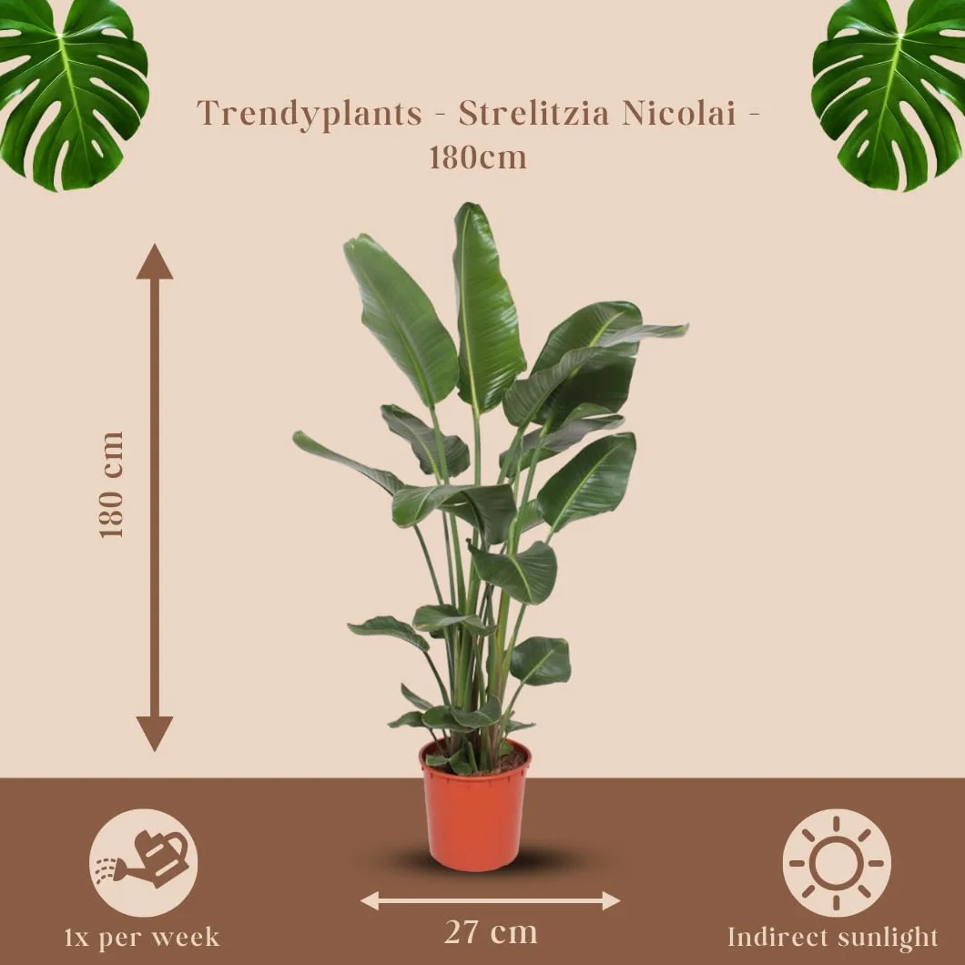 Green Bubble Trendyplants - Strelitzia Nicolai - Rajski ptak - Roślina pokojowa - Wielkość doniczki Ø 27 cm - wysokość 170-190 cm