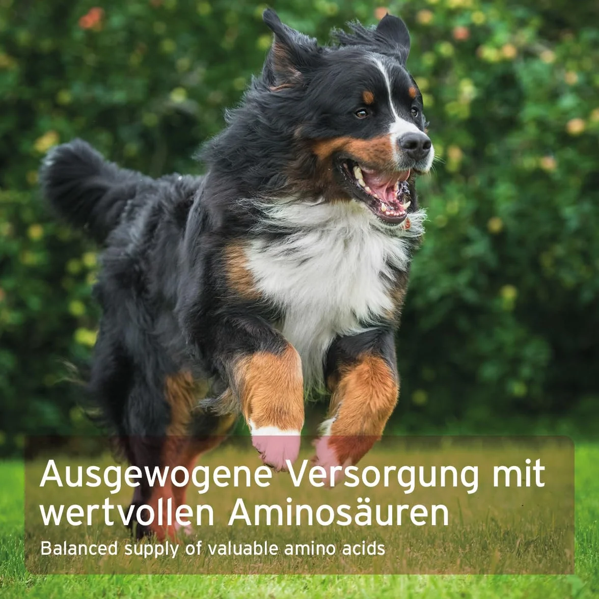 AniForte Taurin für Hunde 100g - Rein, essentielle Aminosäure, Unterstützung Abwehrkraft & Zellstoffwechsel, Erhaltung Herzfunktion & Herzkreislaufsystem, wertvolle Futterergänzung (100 g)