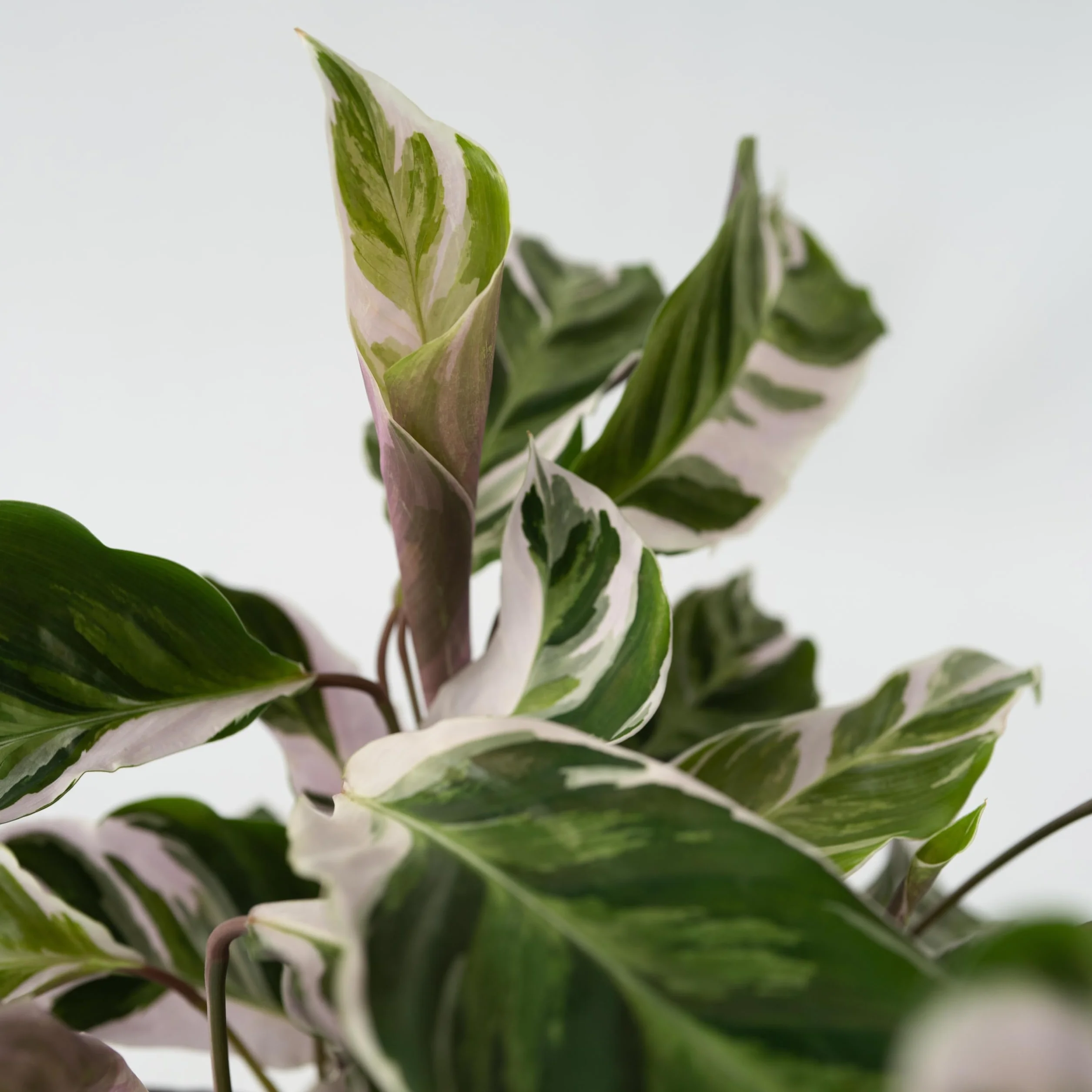 Plant in a Box - Calathea 'Fusion White' - Kalatea - Zestaw 2 sztuk - Doniczka 14cm - Wysokość 30-40cm