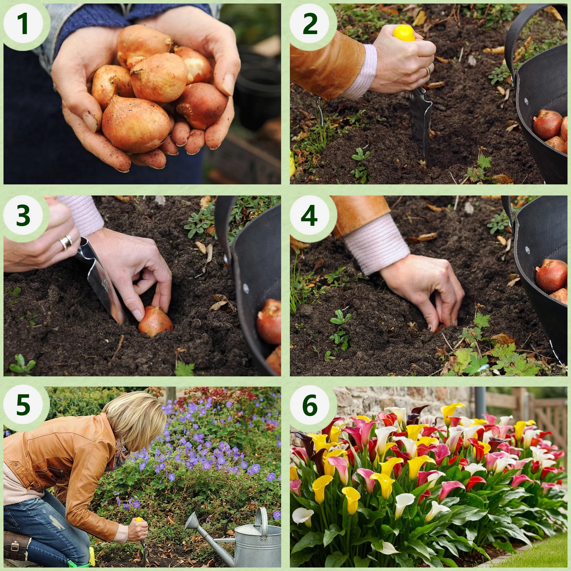 Kolekcja cebul Sunny Calla Lily, 10 sztuk Zantedeschia, 5 odmian, po 2 mieszanki kolorów, idealna jako roślina doniczkowa i ogrodowa, mieszanka cebul kwiatowych z Holandii (bez nasion, nie sztuczna)
