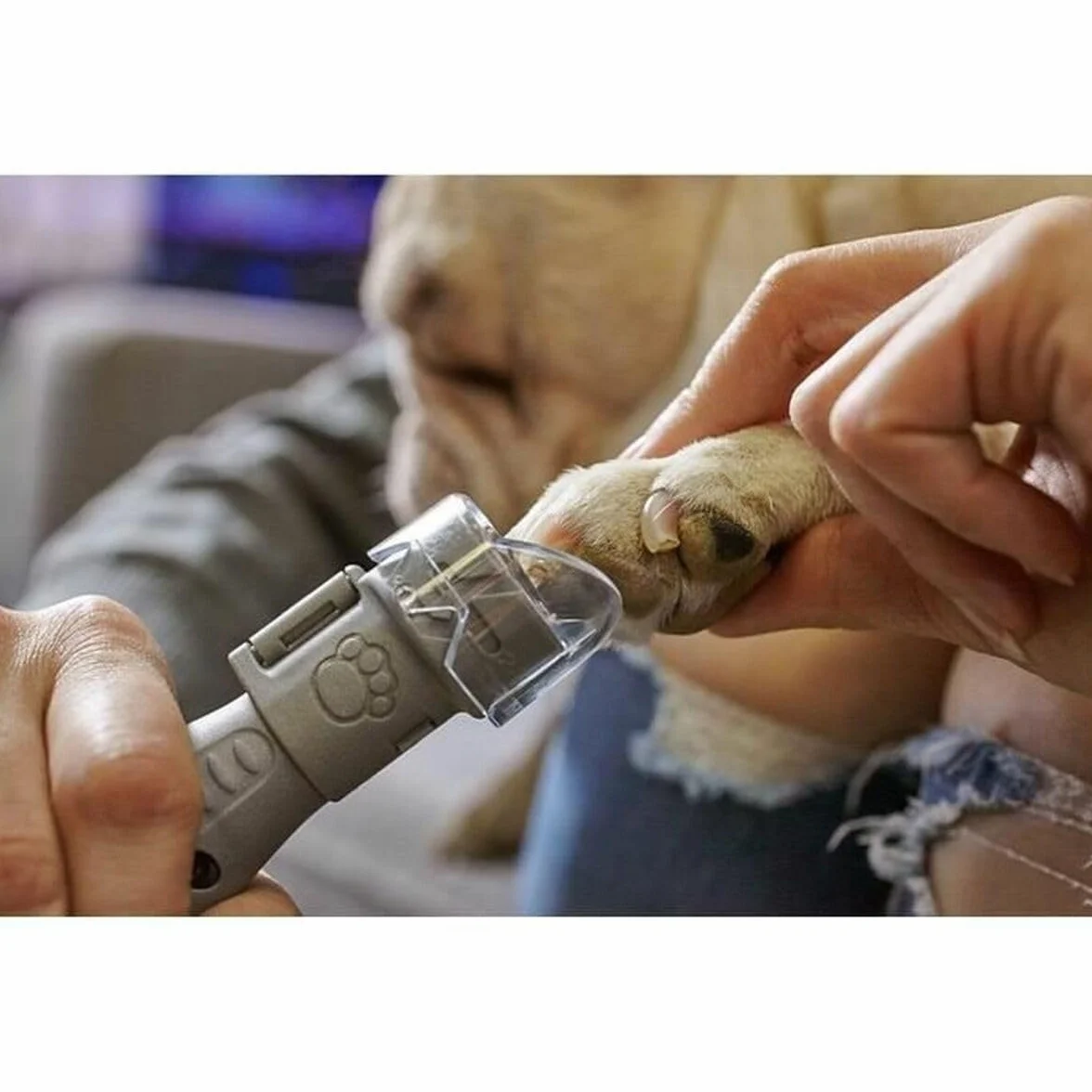 Dremel 7020-PGK szlifierka do pazurów dla zwierząt zestaw cichy pilnik elektryczny 4 tarcze do piaskowania