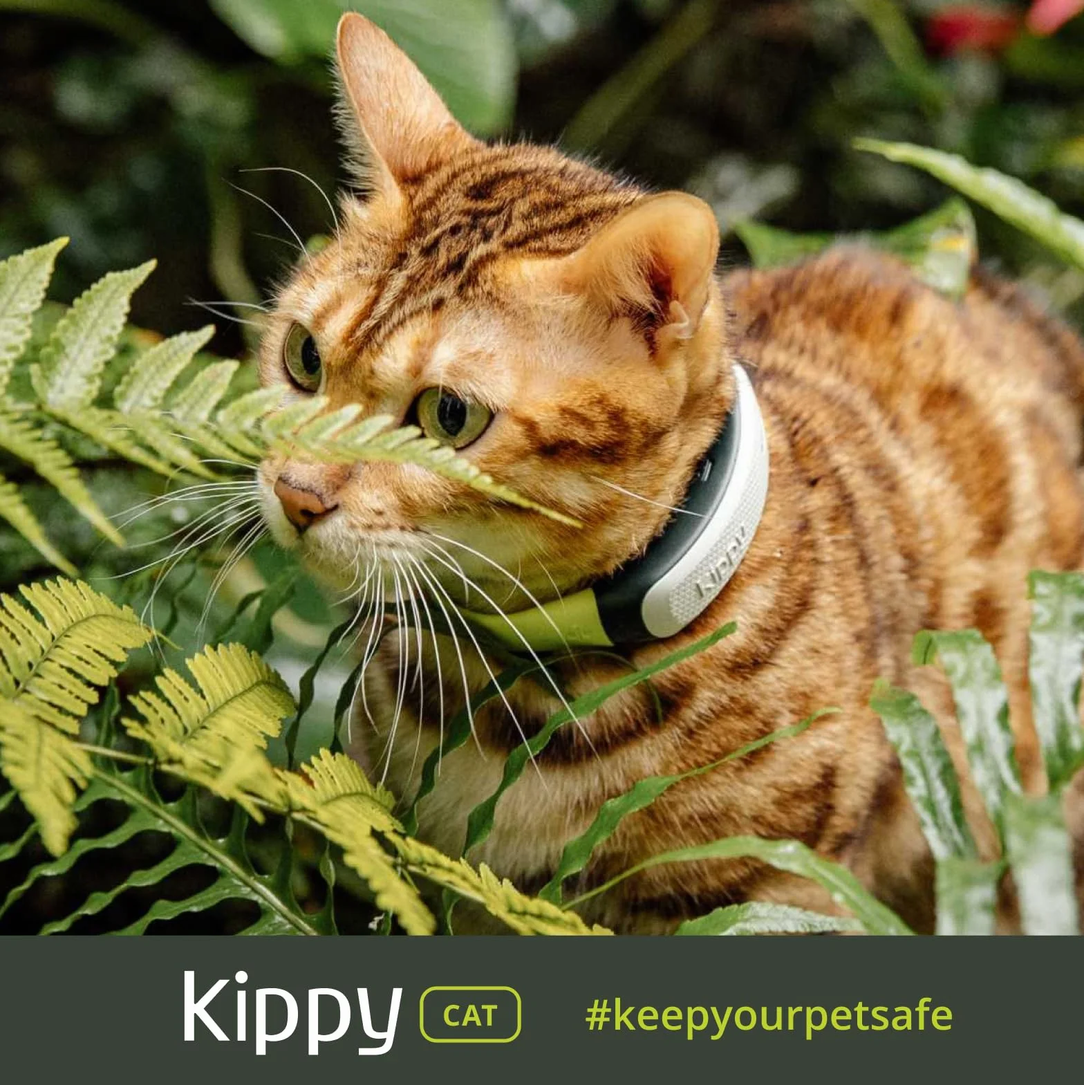 Kippy CAT GPS dla kotów z obrożą lokalizator monitor zdrowia i aktywności antydławieniowy alerty wirtualne granice