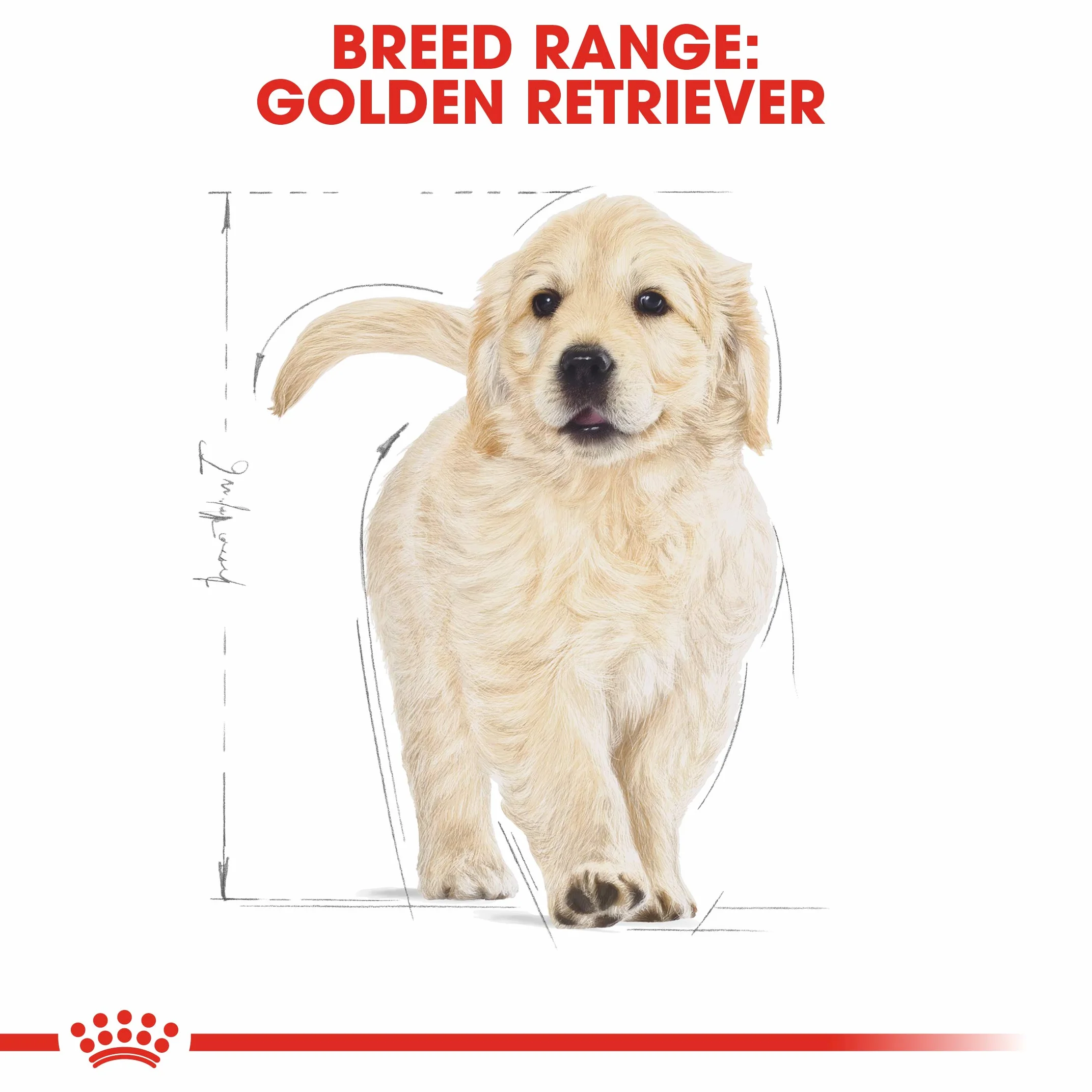 Royal Canin Golden Retriever Junior 12 kg