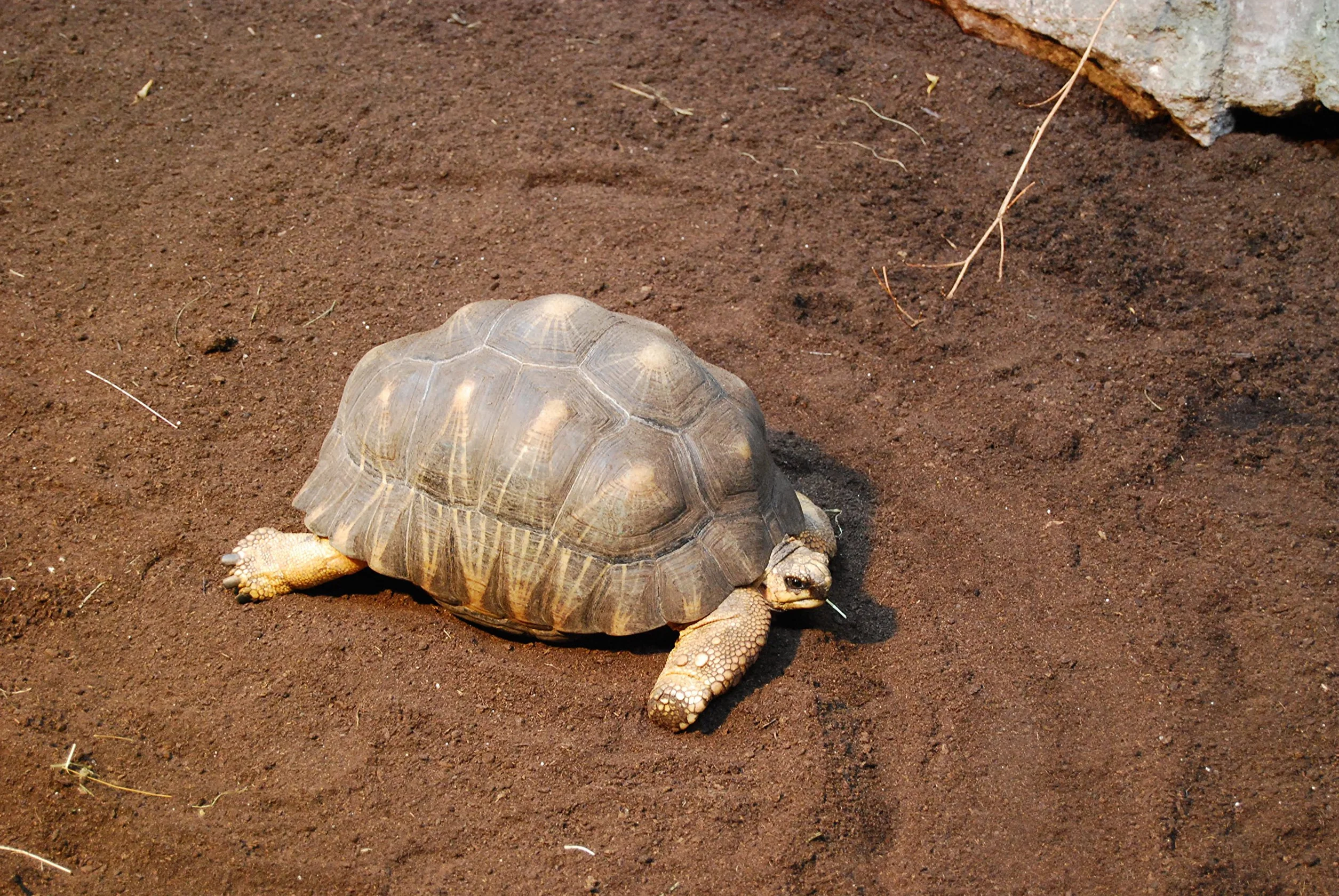 Floragard Ziemia żółwi i podłoże do terrariów 20 l, naturalna ściółka dla gadów