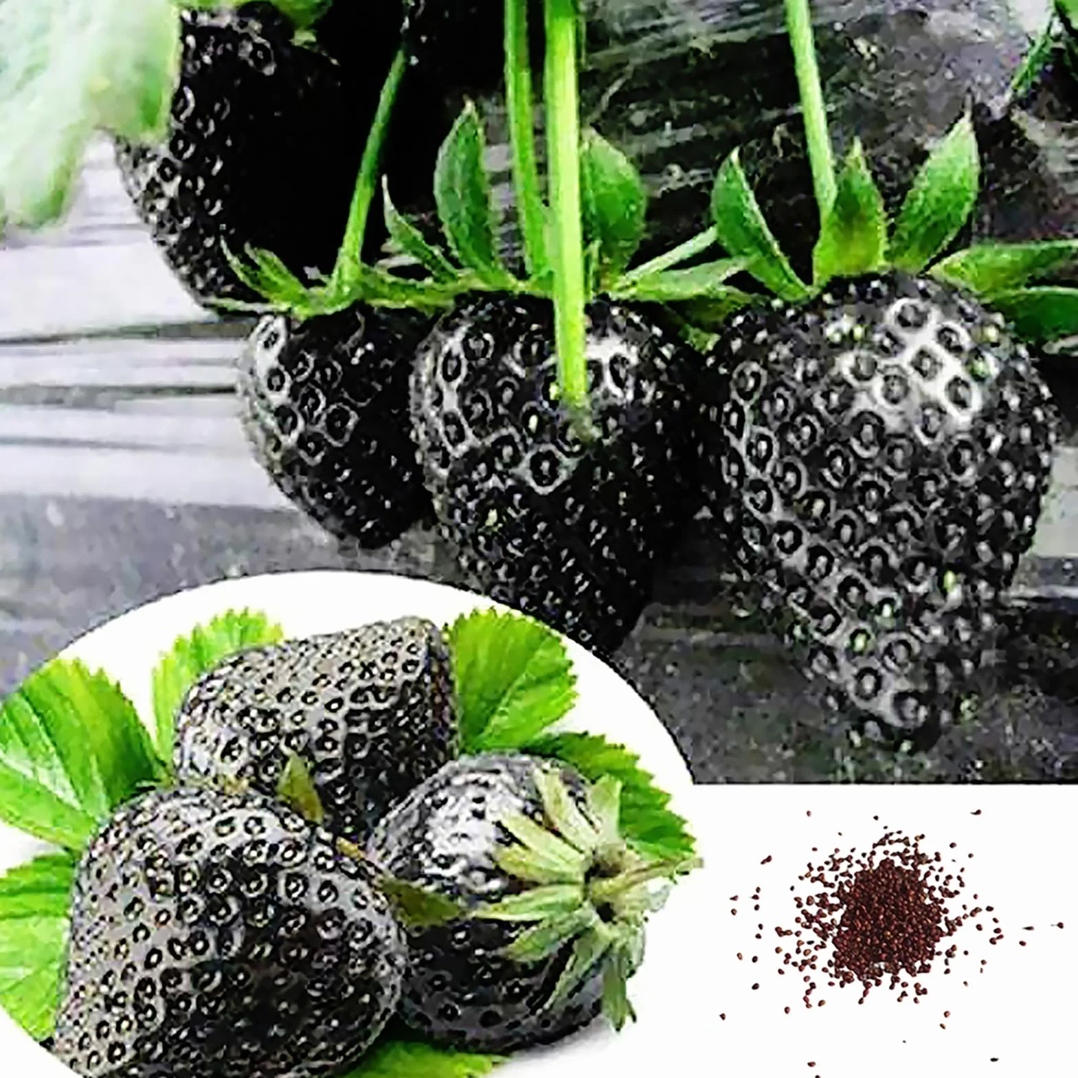 Generic Nasiona truskawek, 200 szt. Rzadkie czarne nasiona truskawek Bonsai Pyszne owoce Dekoracje roślin ogrodowych Nasiona Truskawek