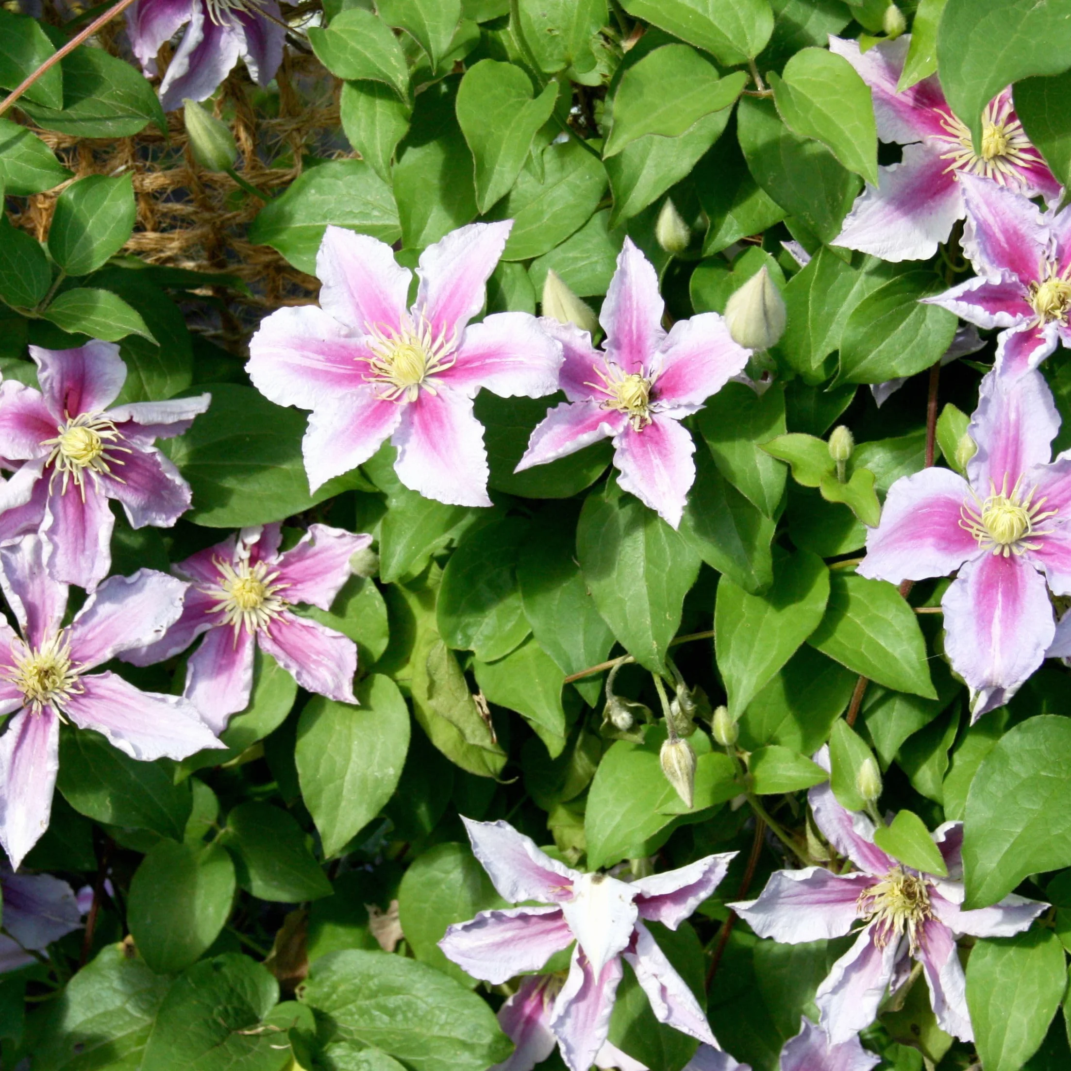 Plant in a Box - Powojnik pnący - Clematis - Mix 6 roślin - Doniczka 9cm - Wysokość 25-40cm - Rośliny mrozoodporne