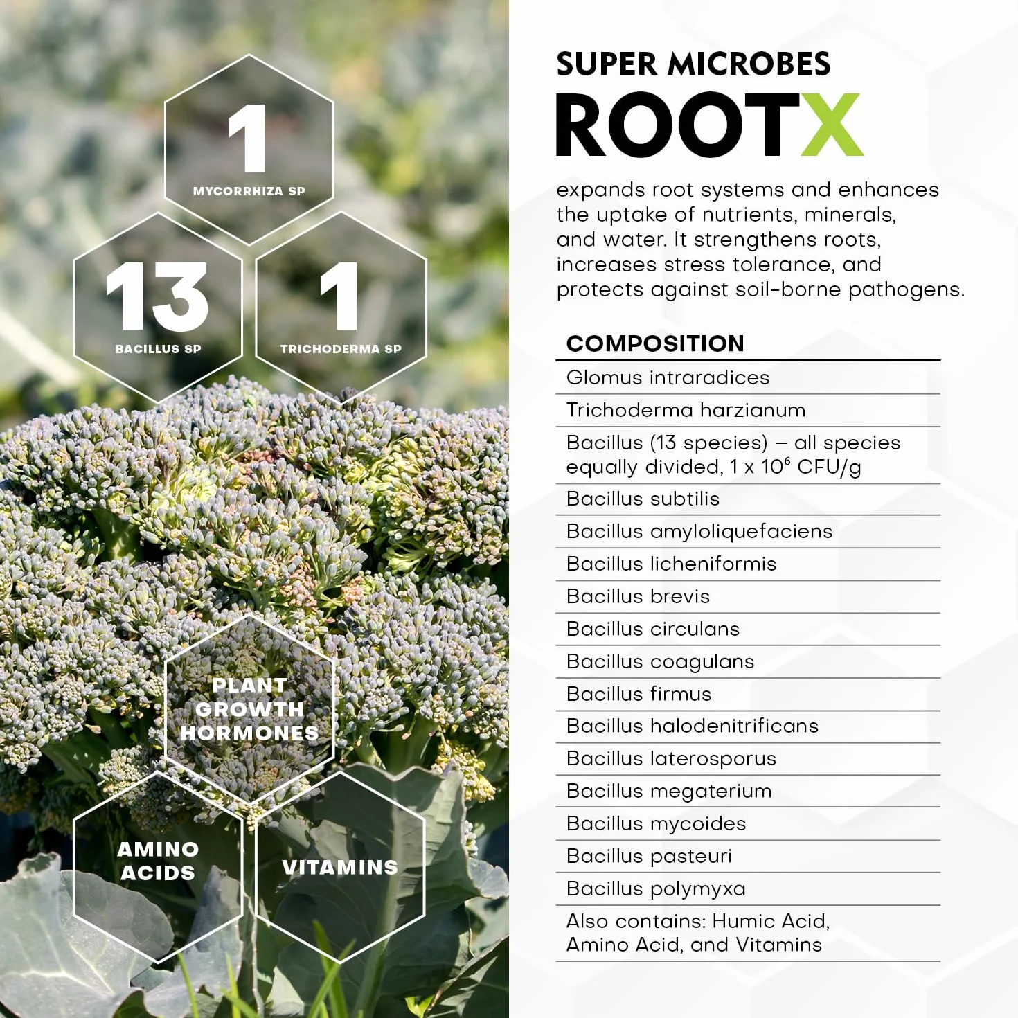 RootX Premium proszek do ukorzeniania sadzonek zielonych roślin, specjalnie opracowany do roślin kwitnących i pączkujących, zawiera grzyby mikoryzowe, trichoderma i inne pożyteczne bakterie, 150 g