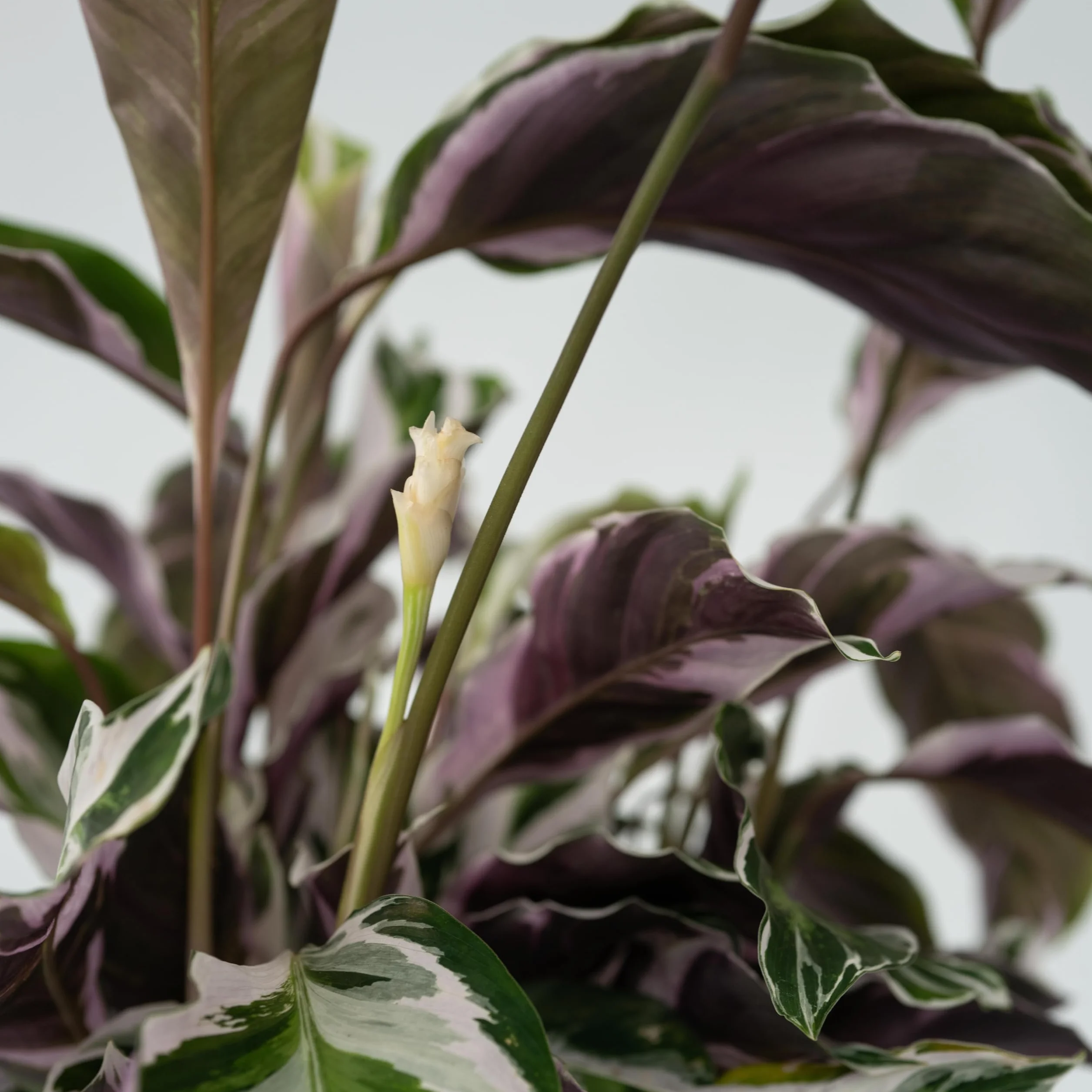 Plant in a Box - Calathea 'Fusion White' - Kalatea - Zestaw 2 sztuk - Doniczka 14cm - Wysokość 30-40cm