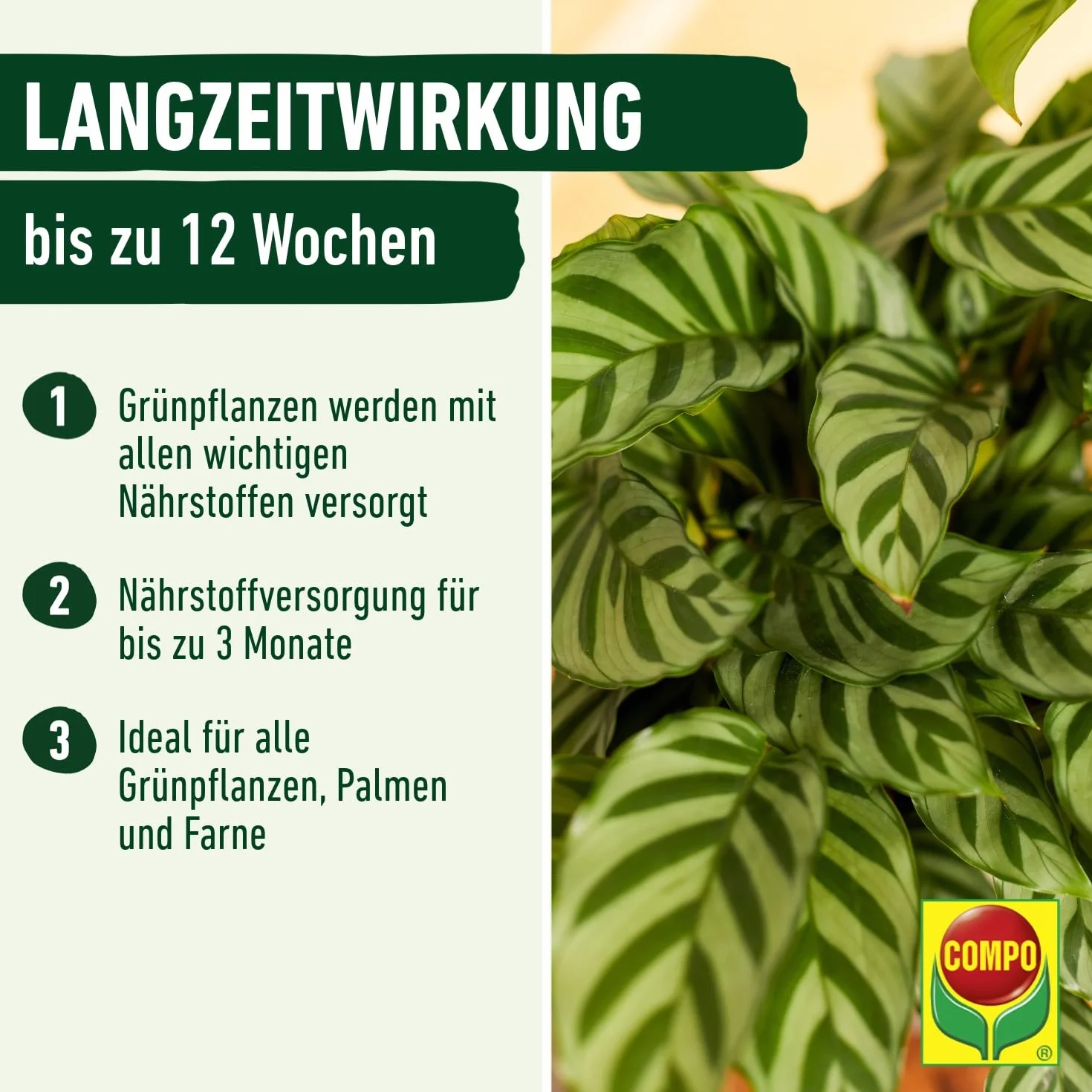 Compo Sana 1143102004 Kompost Palmowy, 10 litrów