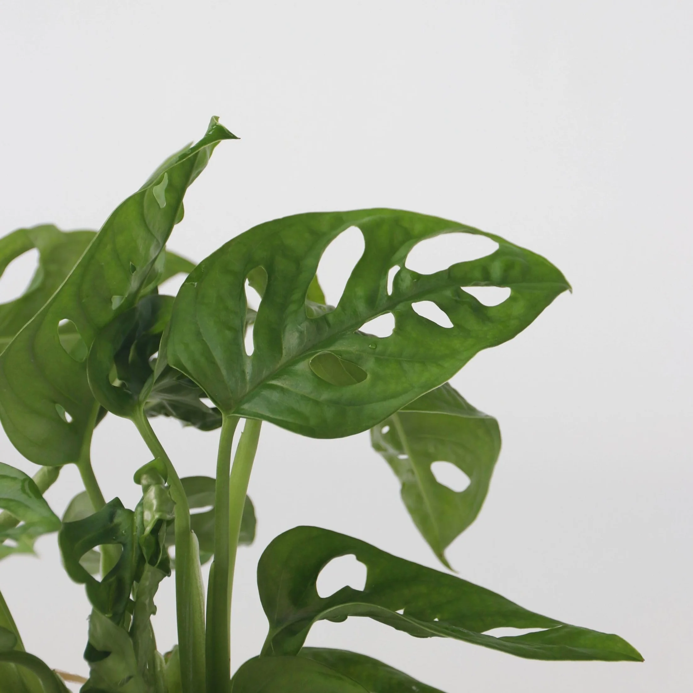 Plant in a Box - Monstera Monkey Mask w szkle - Dziurawa roślina - Hydroponika - Roślina doniczkowa w wodzie