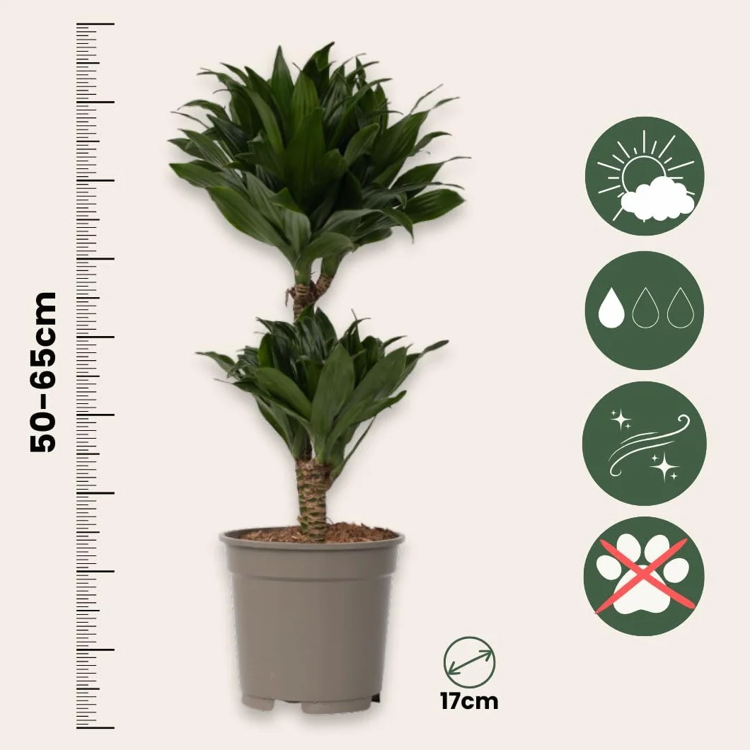 Plant in a Box - Dracaena deremensis 'Compacta' - Smocze drzewo - Dracena - Roślina doniczkowa - ⌀ 17 cm - Wysokość 50 do 65 cm