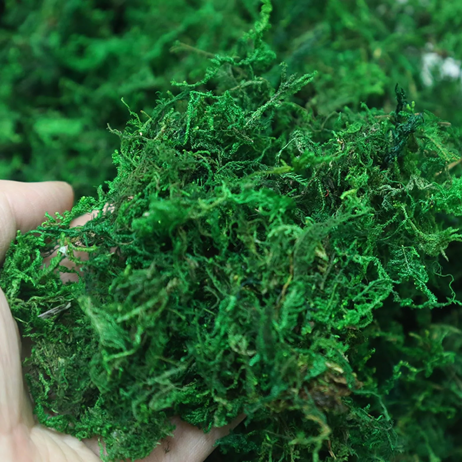 Mech sphagnum 300 g torfowiec naturalny do storczyków terrarium