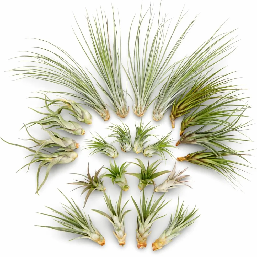 ThehomeuseL'ensemble de 24 Tillandsia
