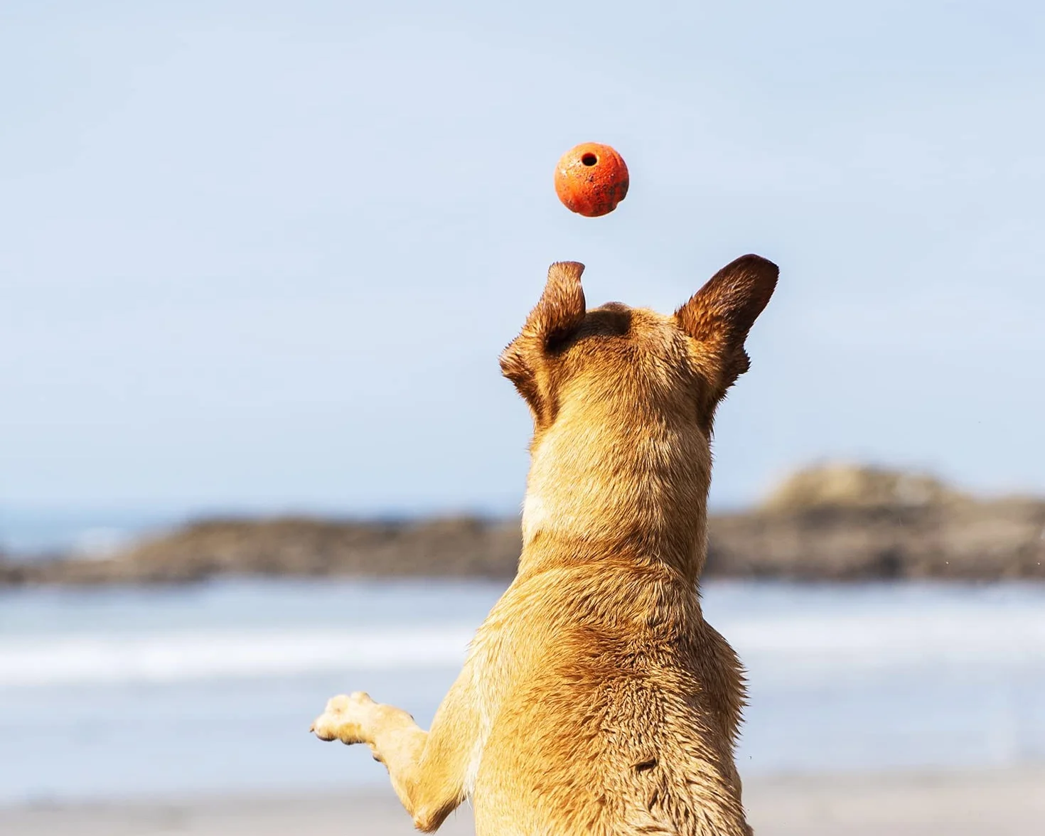 Chuckit! Fetch Ball zabawka dla psa, trwałe gumowe piłki dla psów, miotacz wyrzutni, kompatybilne interaktywne zabawki dla psów na nudę, małe, opakowanie 2 szt