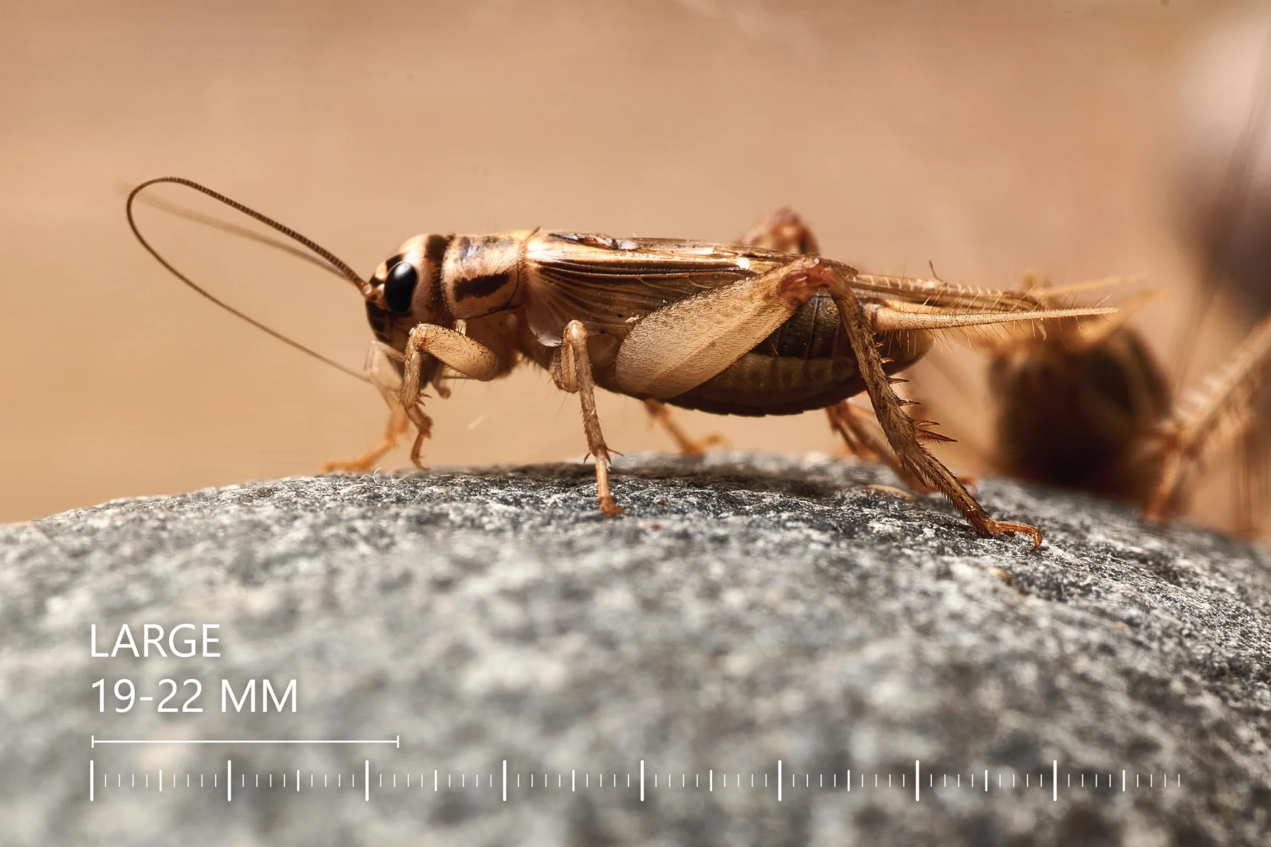 Żywe świerszcze domowe rozmiar 1 (3–5 mm) mikro 150 szt. karmowe wylęg