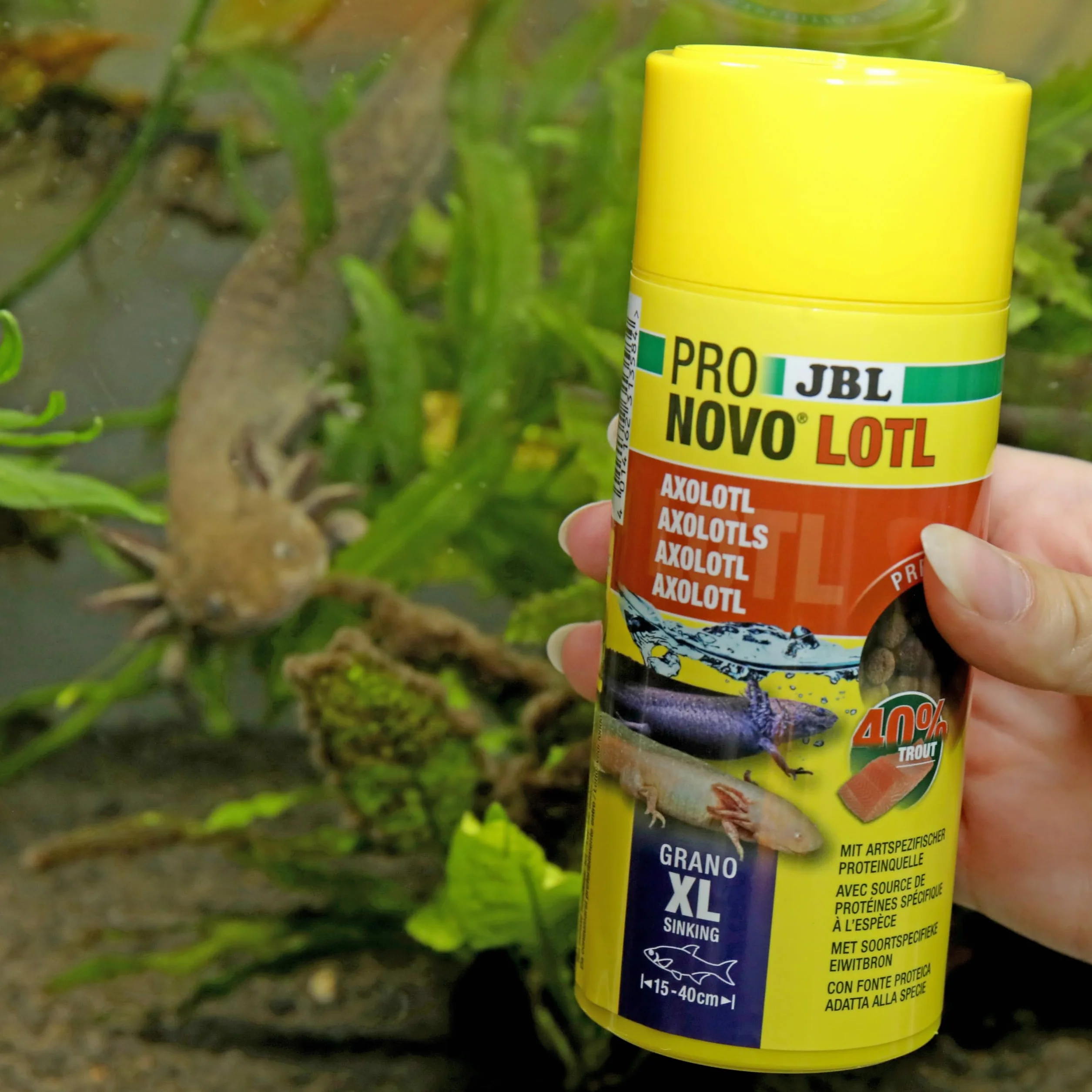JBL PRONOVO LOTL GRANO pokarm dla Axolotl 15-25 cm granulat XL 250 ml