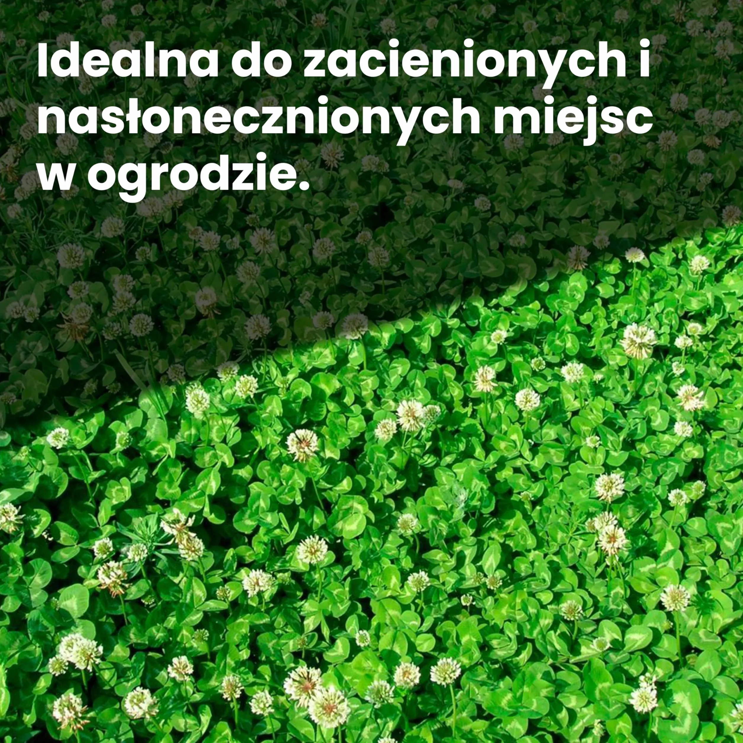 LERAVA® Nasiona niskiej koniczyny (50 m²) - Biała mikrokoniczyna na trawnik - Nie wymaga koszenia - Wiąże azot i poprawia glebę - Nasiona koniczyny z białymi kwiatami