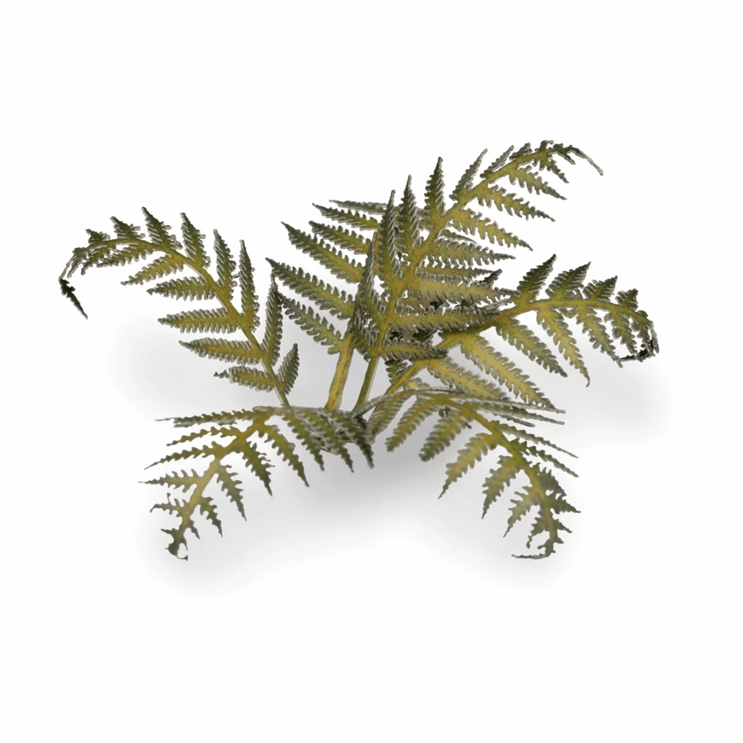 Gamers Grass Laser Plants Bracken Bracken