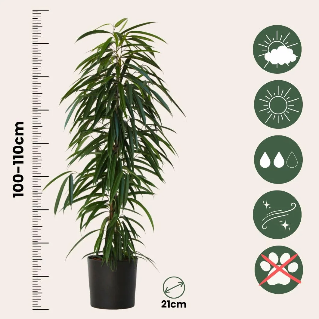 Plant in a Box - Ficus Binnendijckii Alii - Real Houseplant Large - Fiddle Plant - Doniczka 21cm - Wysokość 100-110cm