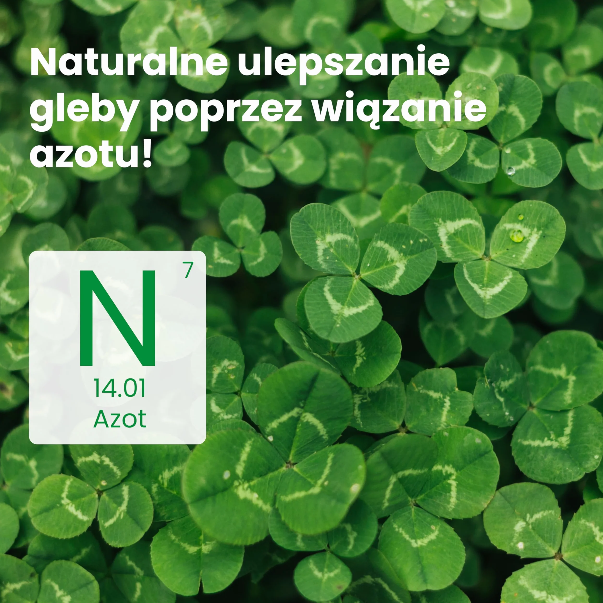 LERAVA® Nasiona niskiej koniczyny (50 m²) - Biała mikrokoniczyna na trawnik - Nie wymaga koszenia - Wiąże azot i poprawia glebę - Nasiona koniczyny z białymi kwiatami