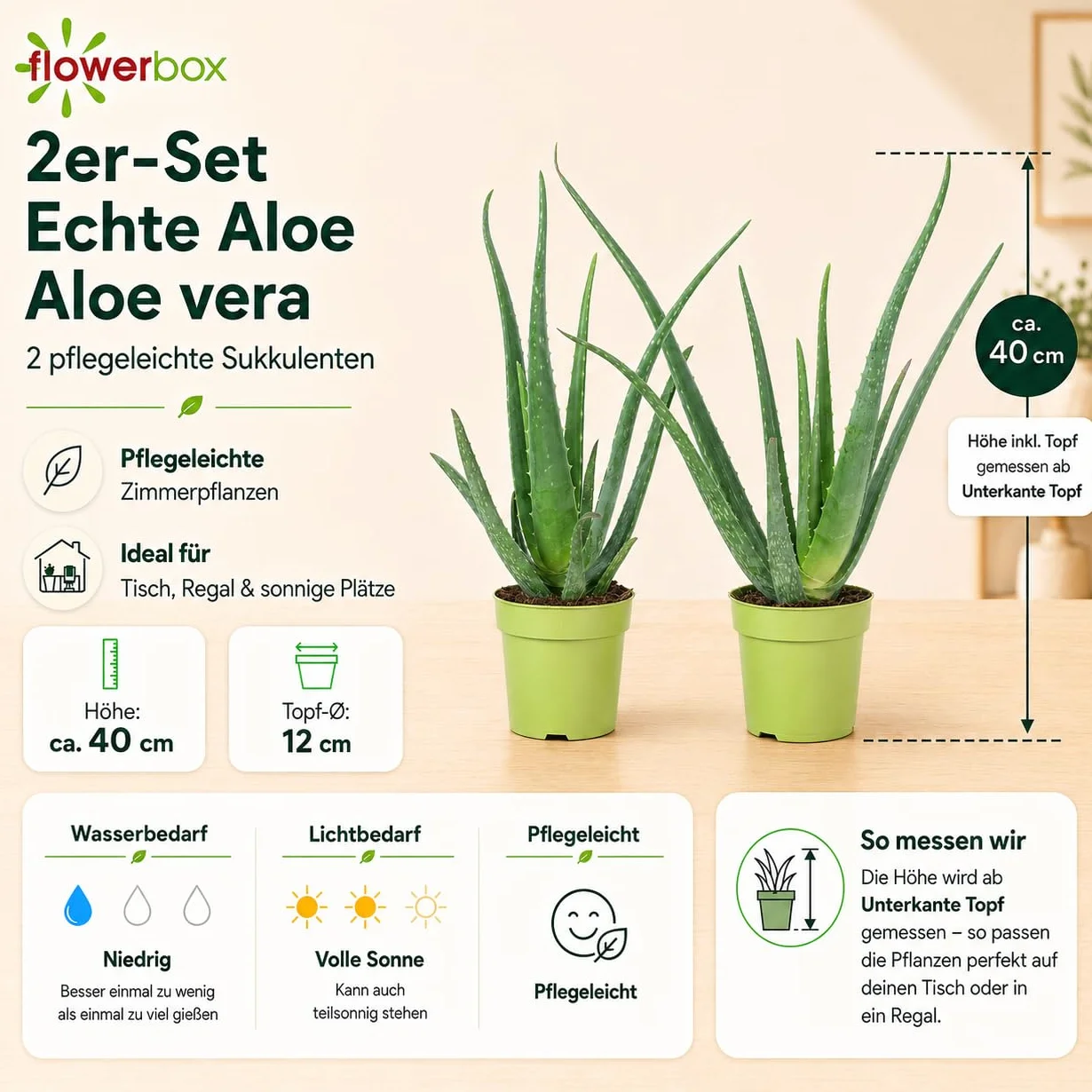 Zestaw 2 prawdziwych aloesów – łatwa w pielęgnacji roślina pokojowa, aloes zwyczajny – wysokość ok. 40 cm, średnica doniczki 12 cm