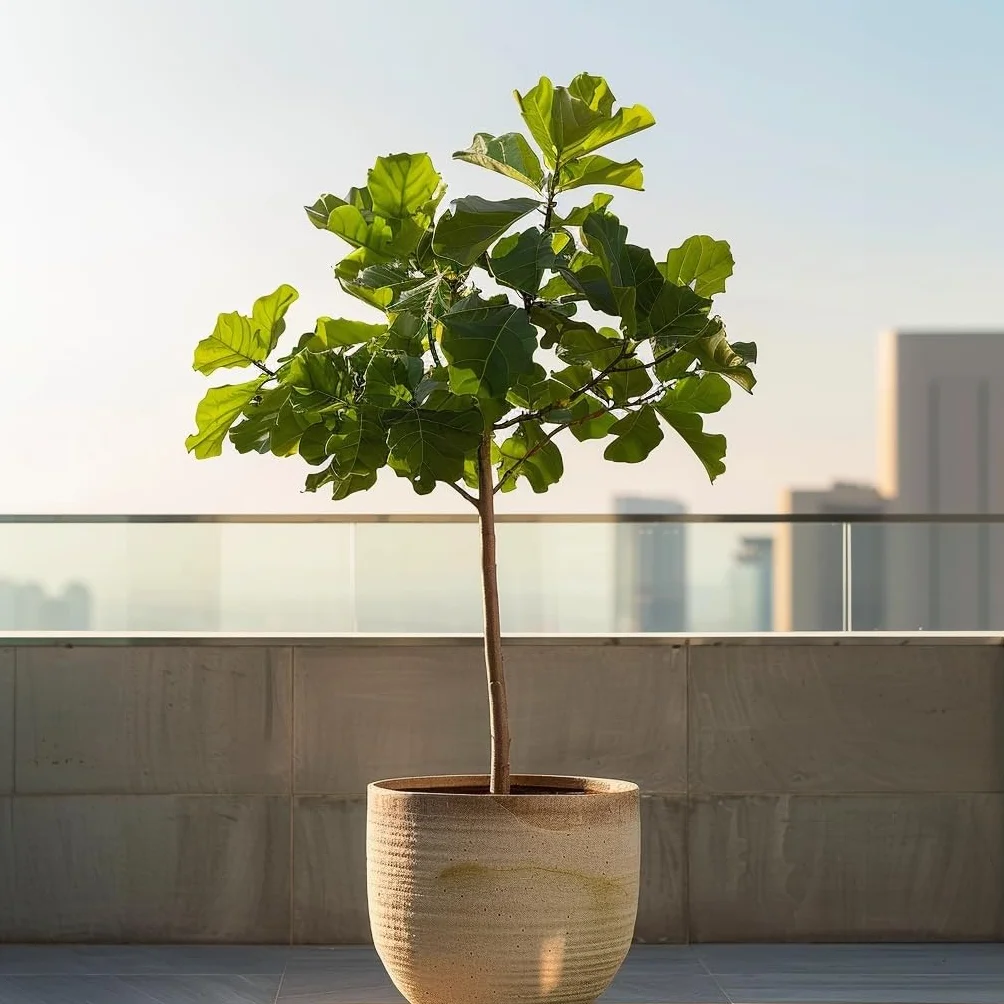 Plant in a Box - Drzewko Figowe - Figa - Ficus Carica - Mrozoodporny - Doniczka 21cm - Wysokość 70-90cm