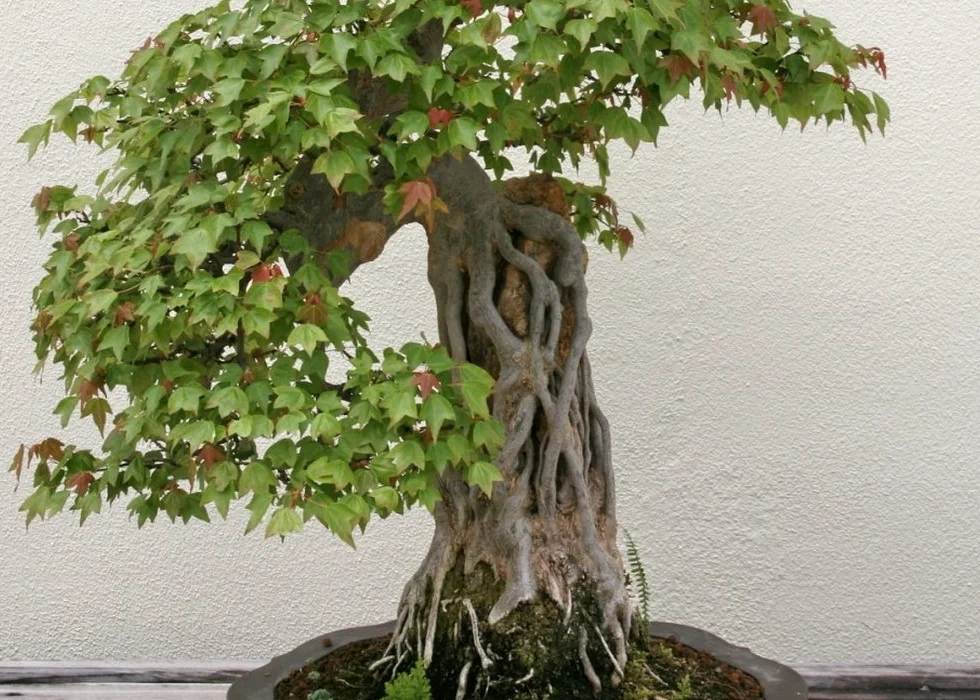 SAFLAX - Bonsai - Klon Trójzębny - 30 Nasiona - Acer buergerianum