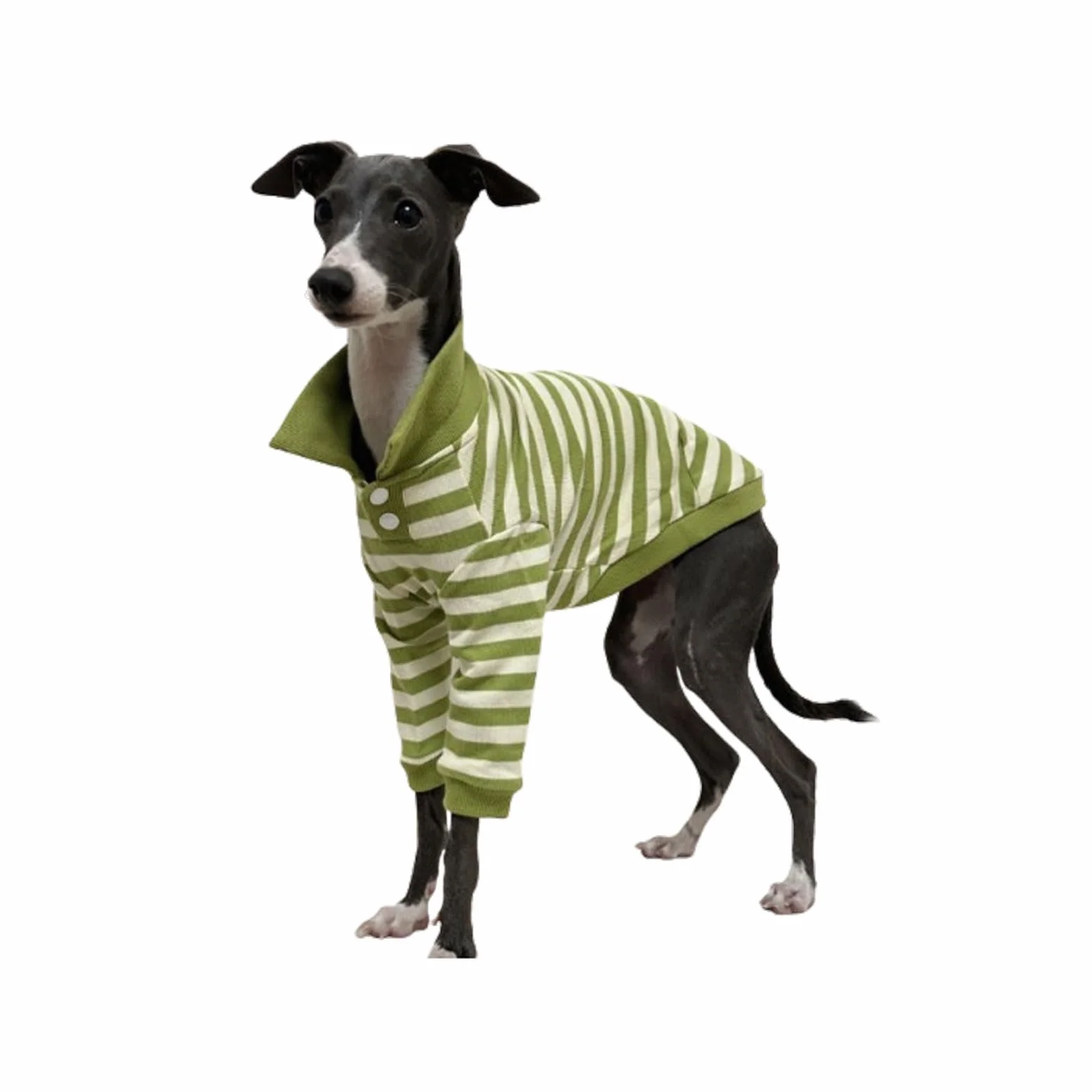 Sweter koszulka polo dla charta włoskiego whippet Bedlington Terrier zielono-białe paski długie rękawy