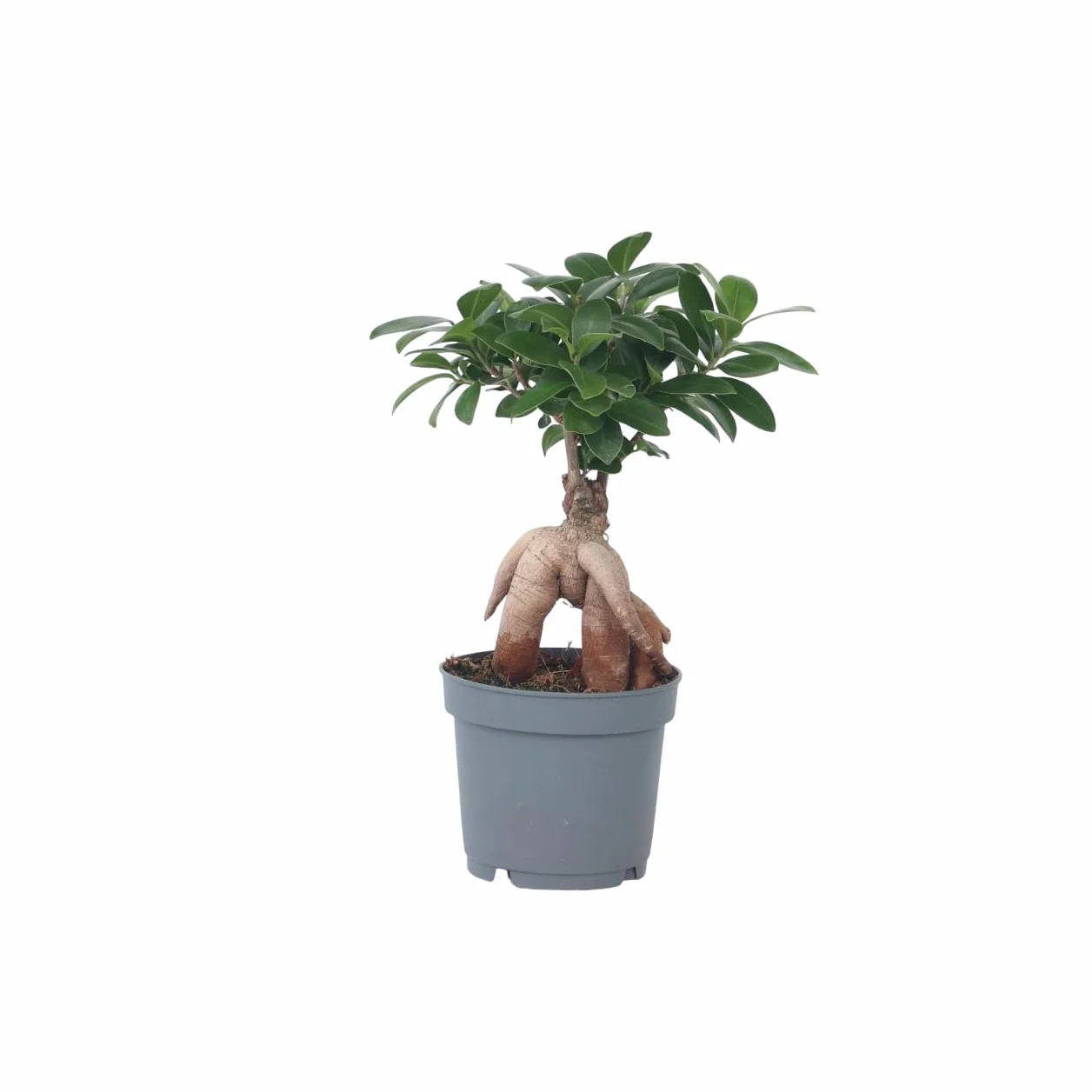 Plant in a Box - Ficus Ginseng - Drzewko Bonsai - Doniczka 12cm - Wysokość 30-40cm - Rośliny domowe