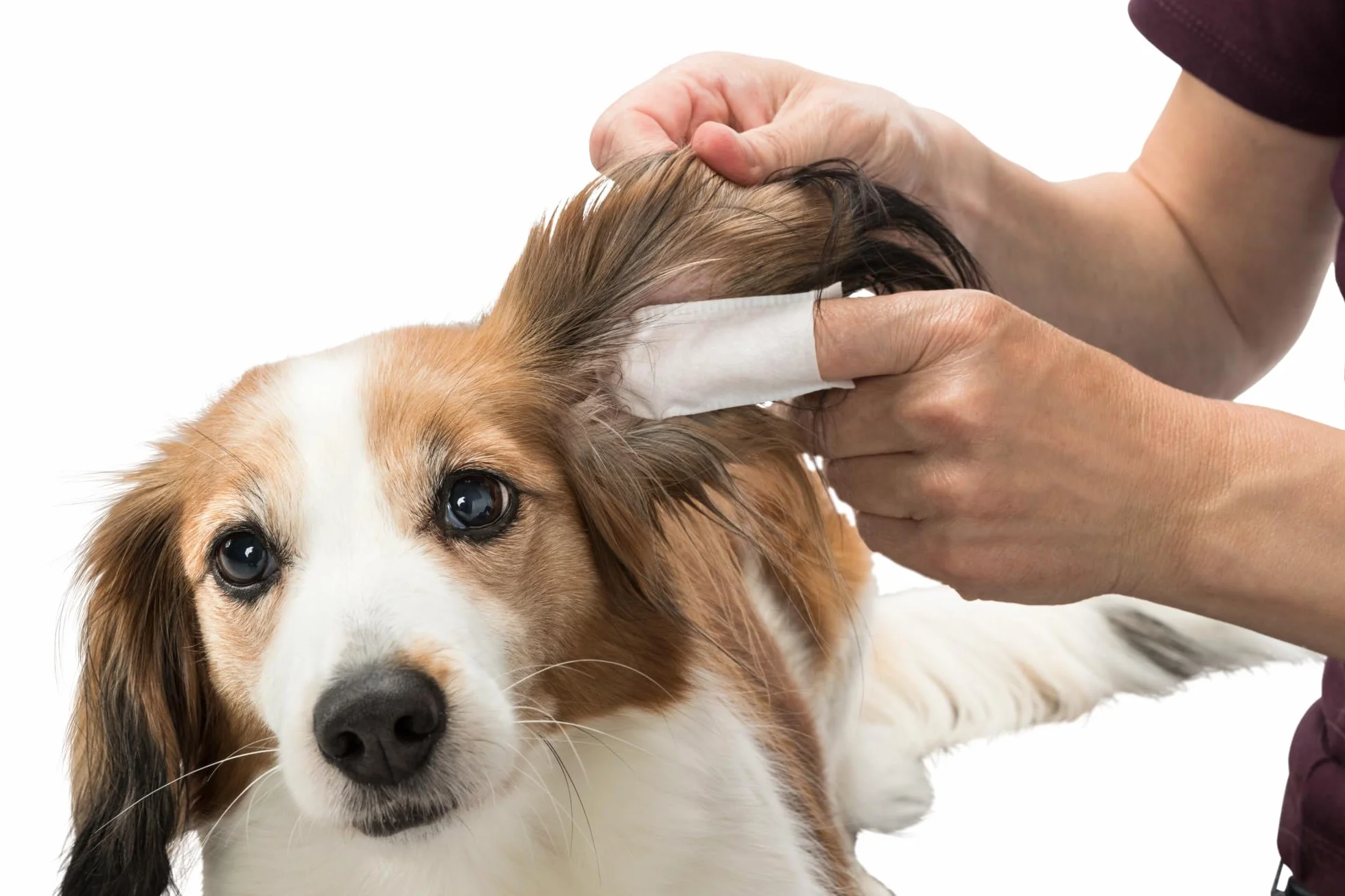 TRIXIE Ear Care nauszniki, 50 sztuk