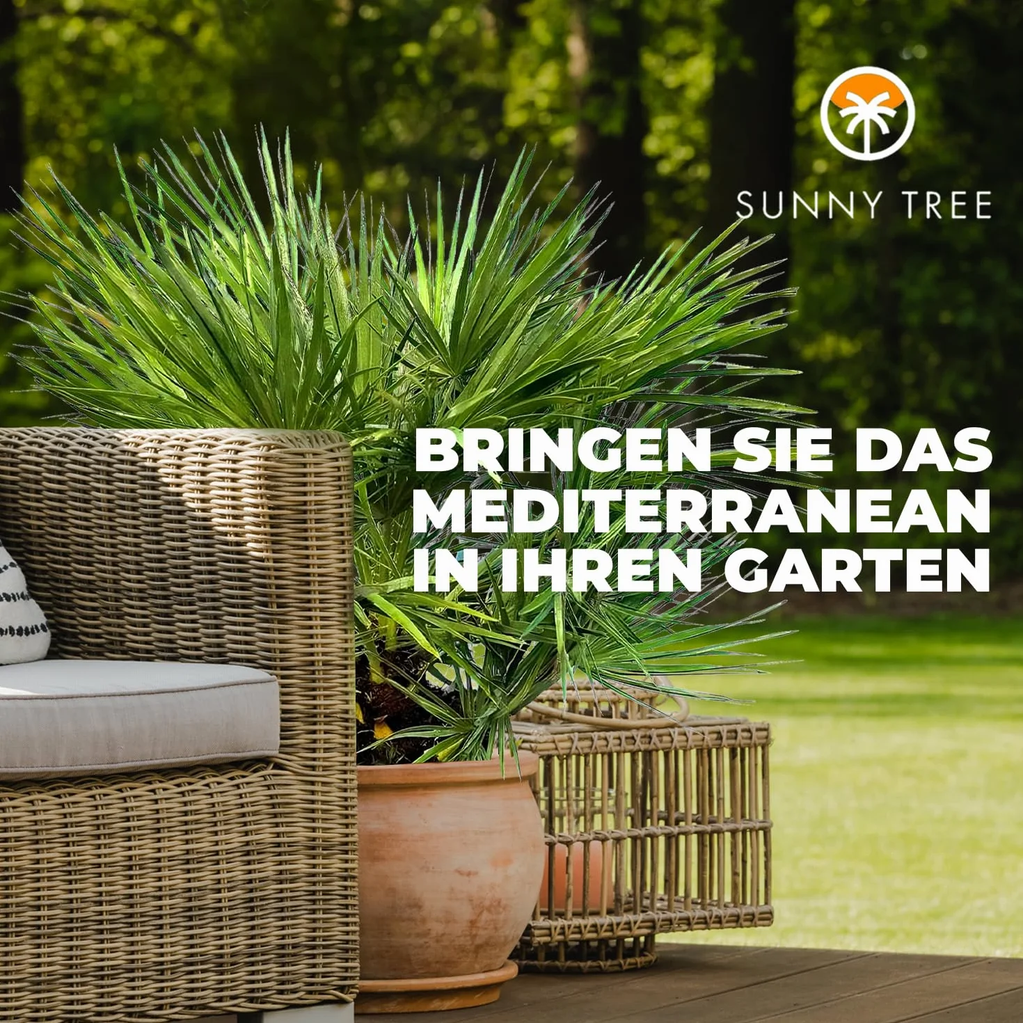 Chamaerops Humilis - Europejska Palma Karłowata 80 cm - Mrozoodporna Roślina Doniczkowa z Regionu Śródziemnomorskiego