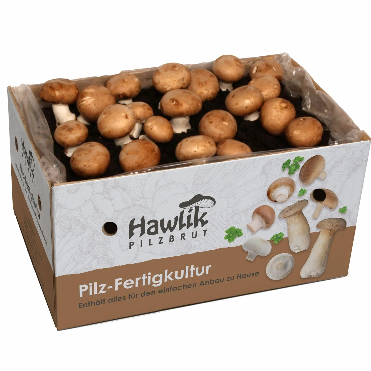 Hawlik Pilzbrut grzybnia - małe kamienne grzyby kultura grzybów do samodzielnej uprawy - zestaw do uprawy grzybów - uprawa grzybów to dziecinnie prosta - zestaw do uprawy grzybów w domu, Klein Braun