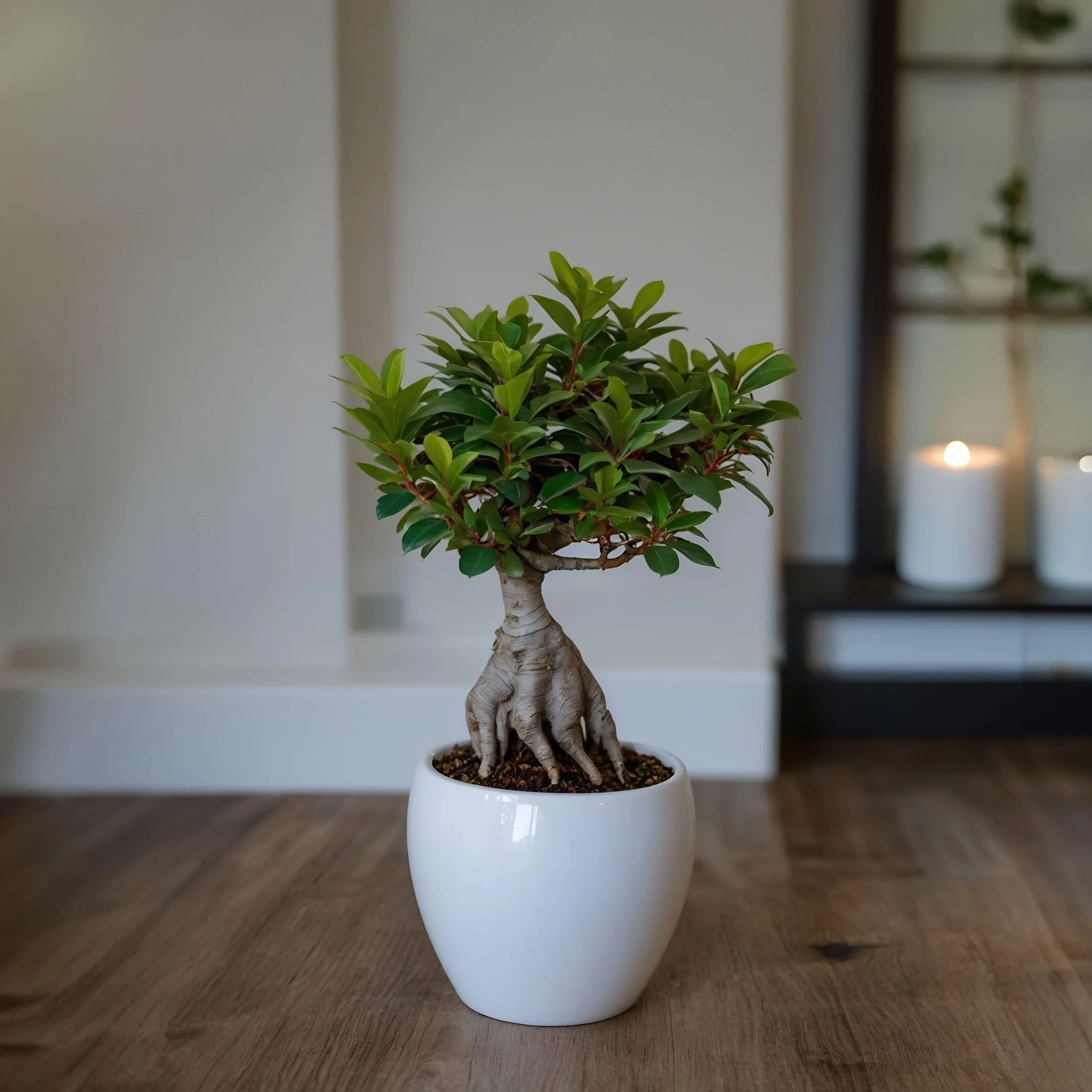 Plant in a Box - Ficus Ginseng - Drzewko Bonsai - Doniczka 12cm - Wysokość 30-40cm - Rośliny domowe