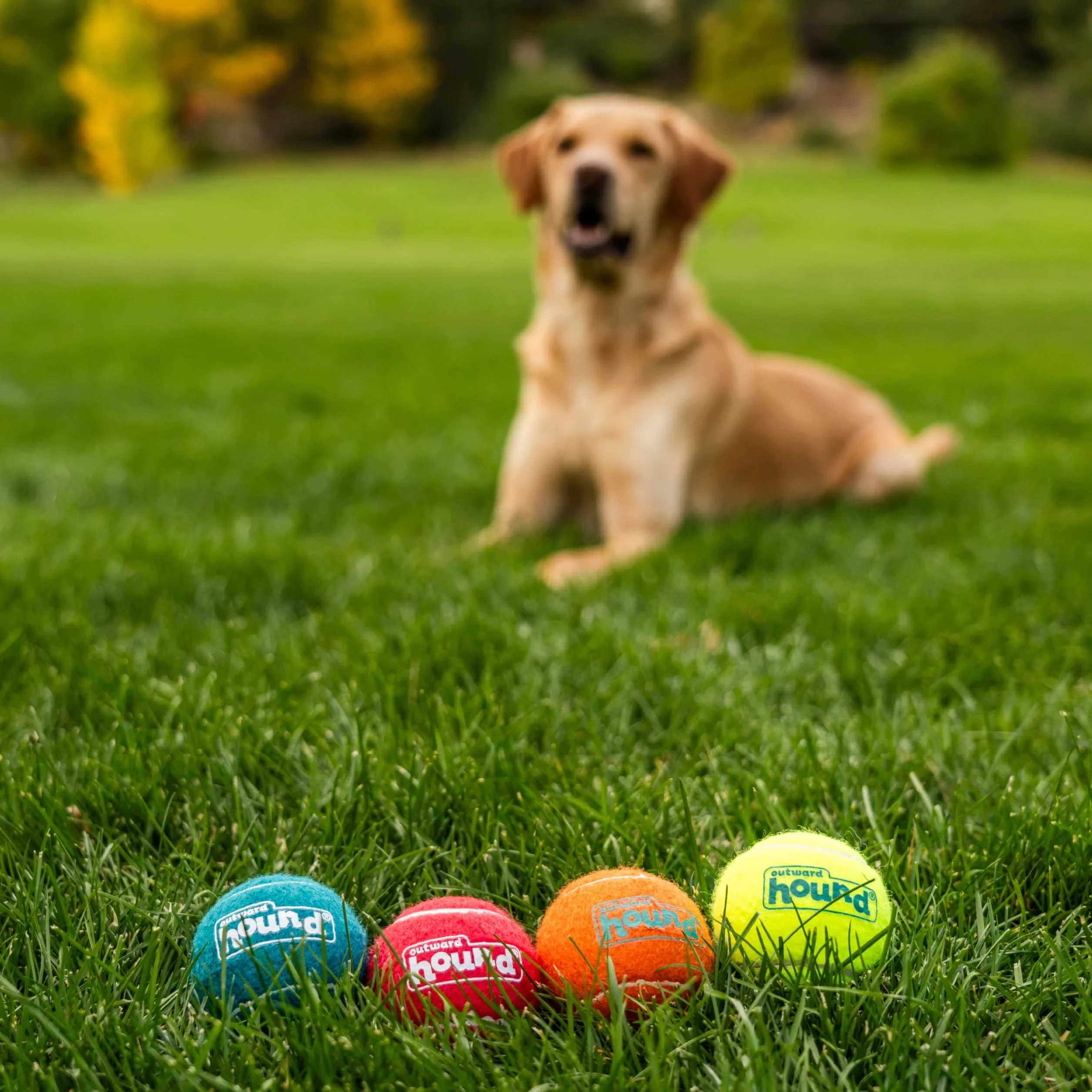Outward Hound Squeaker Ballz Piłka do aportowania dla psa rozmiar M 4-pak