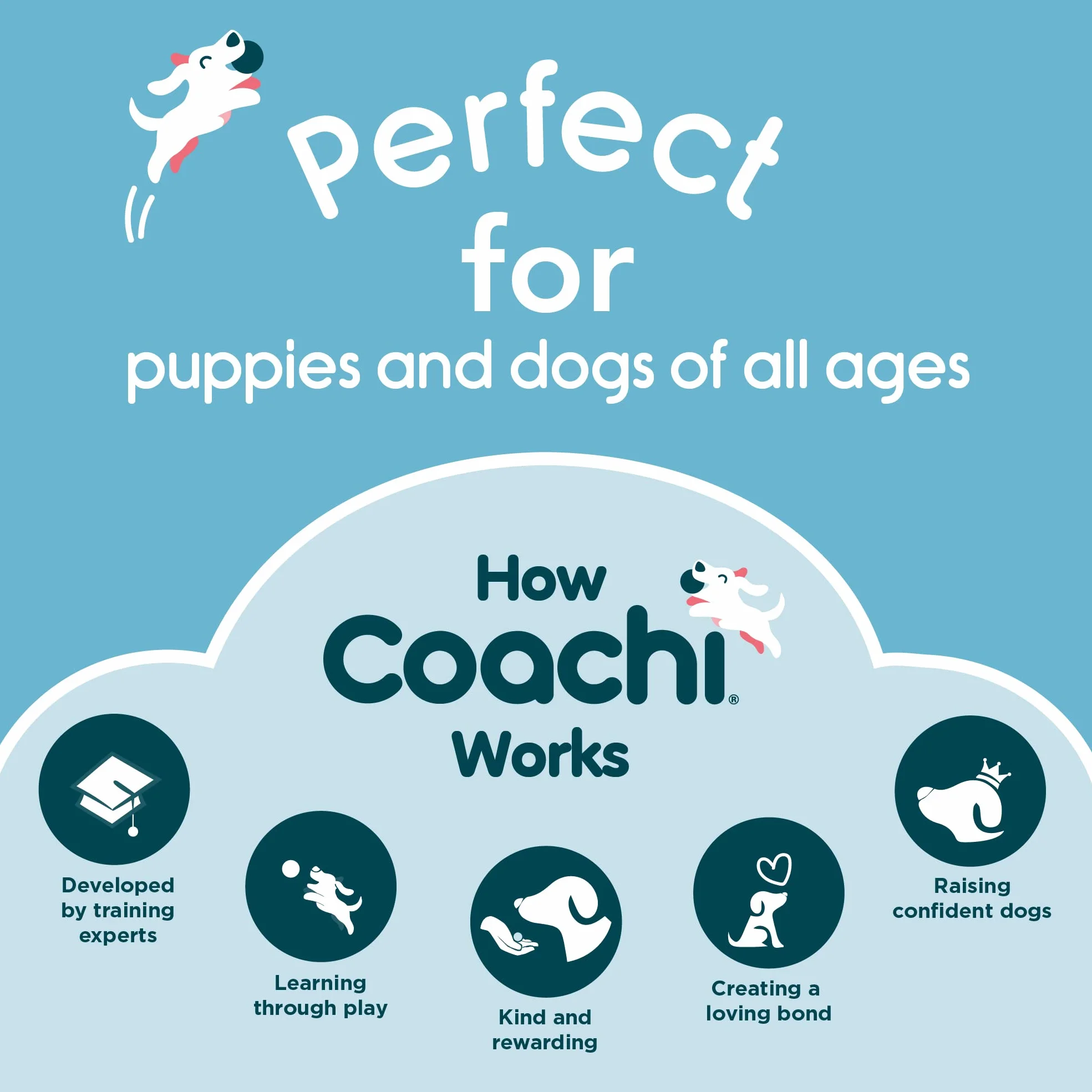 Coachi Training Dumbbell, Long Distance Throwing, Classic Retrieval Toy, Gundog Puppy Training, Super Tough, Medium Dogs