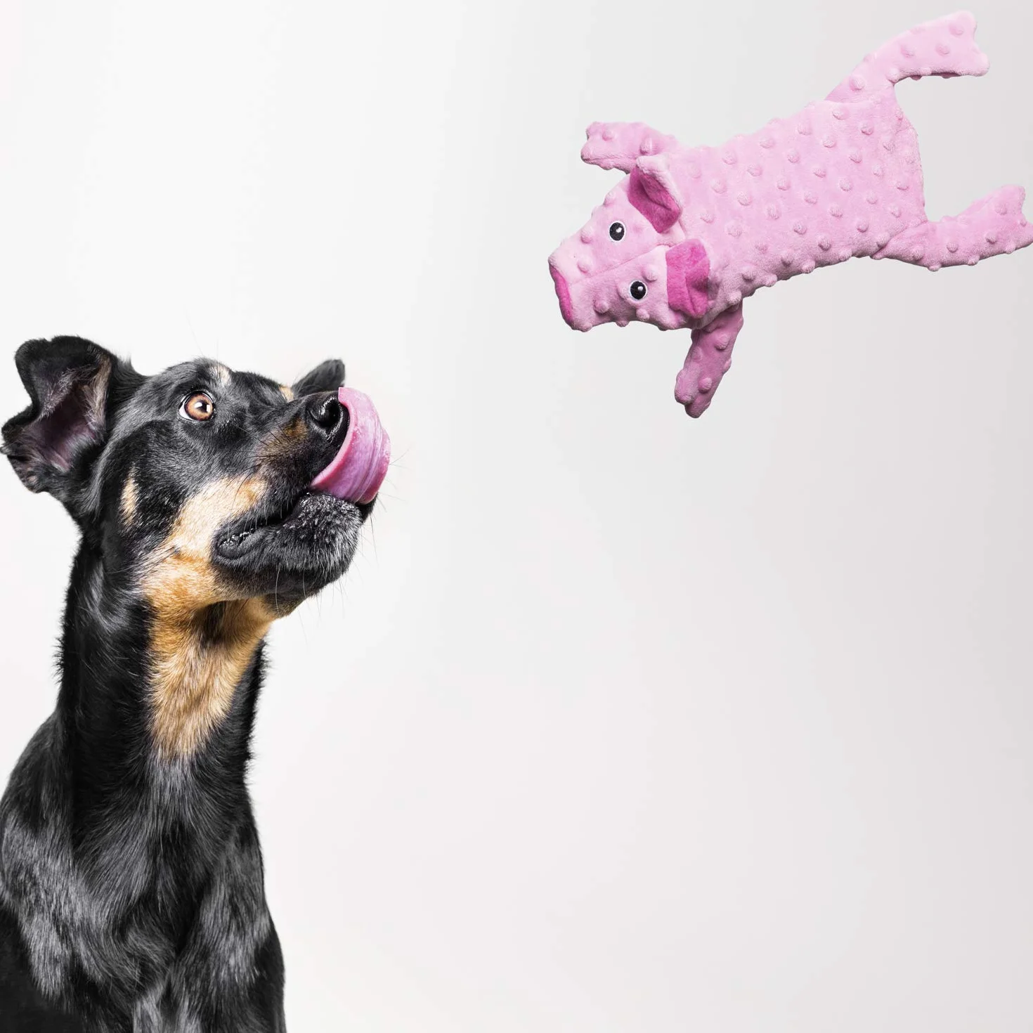 Teddy Dog GLORIA - Rozmiar 63 cm - pluszowy krokodyl DogMonsters - Zabawka dla psa - pluszak z dźwiękiem - miękka konsystencja - bardzo wytrzymały - Kolor zielony