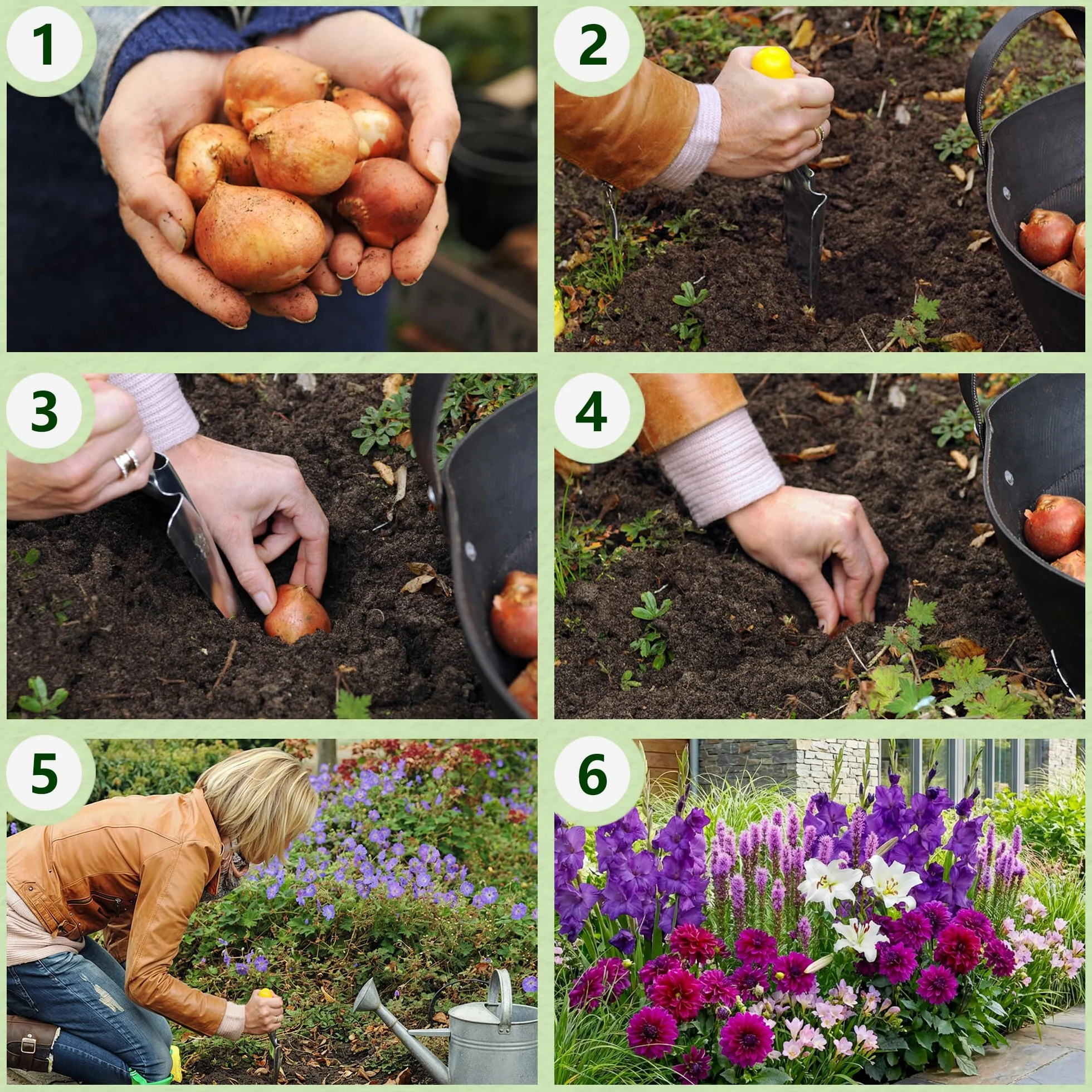 Letnie cebulki kwiatowe Purple Garden Collection - 25 bulw - mieczyki/dalie/lilie/freezje/liatry - odporna wieloletnia mieszanka cebulek - holenderska jakość - do ogrodu, doniczek