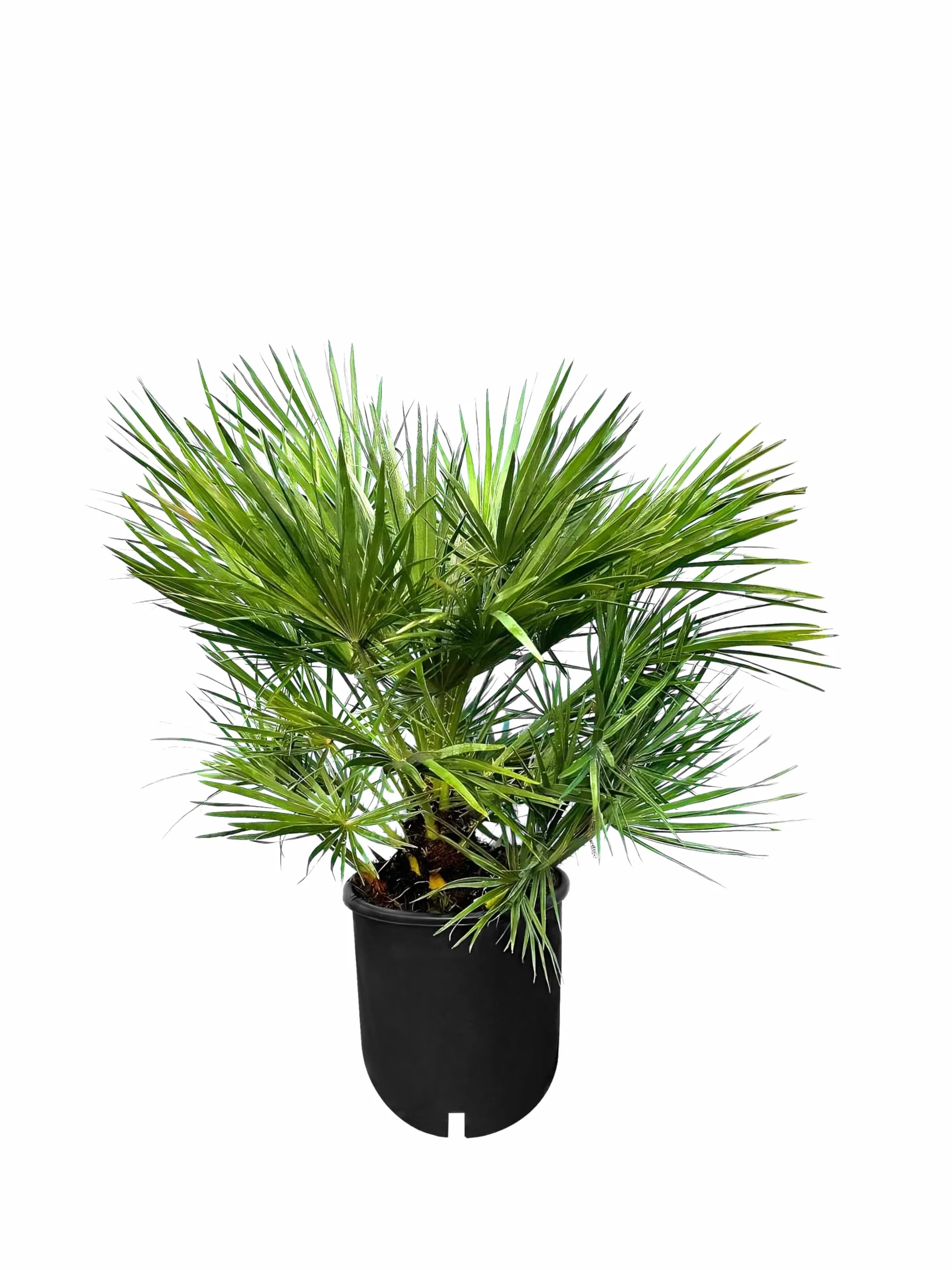 Chamaerops Humilis - Europejska Palma Karłowata 80 cm - Mrozoodporna Roślina Doniczkowa z Regionu Śródziemnomorskiego