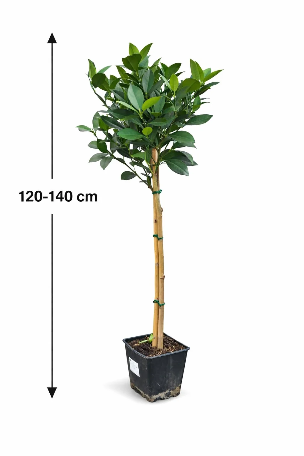 Drzewko pomarańczowe Citrus sinensis 'Washington Navel' 120-140 cm – soczyste pomarańcze słodkie, łatwe w pielęgnacji i wydajne, idealne do ogrodu, na taras i do ogrodu zimowego – zimozielone i